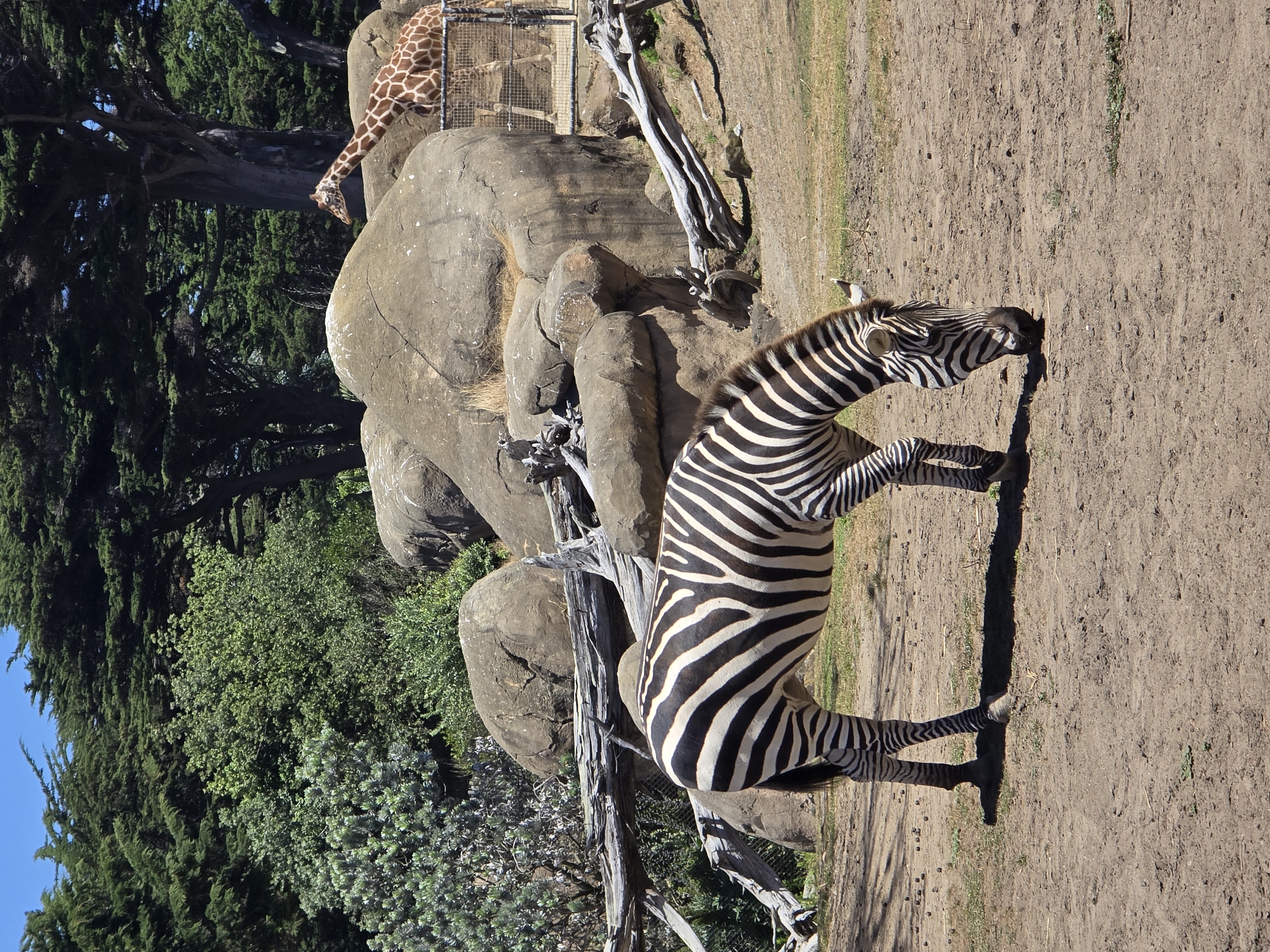 Zoo evening: zebras, giraffes, and penguins on display