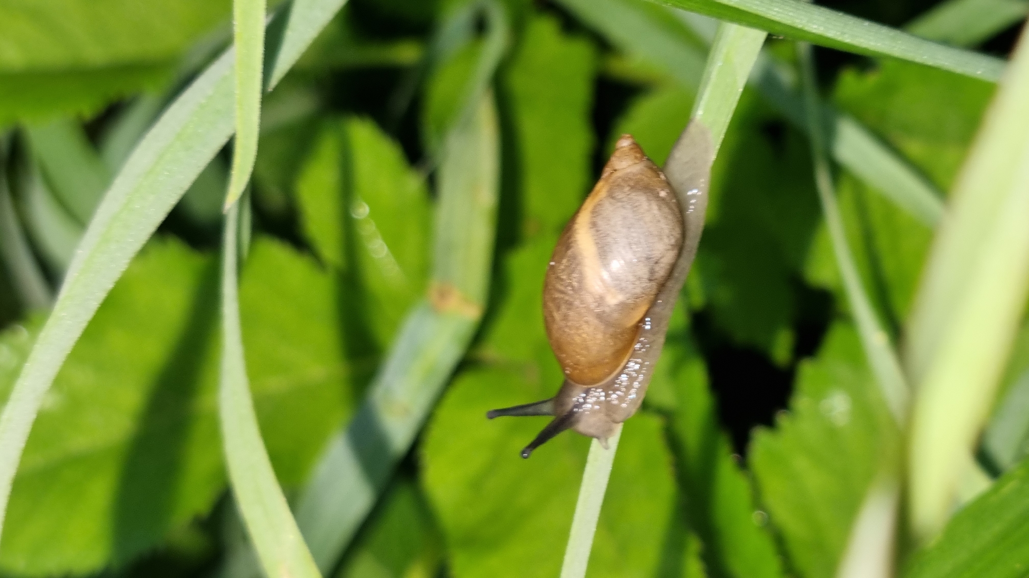 Sunset skies, a garden snail, and a Scottish Fold cat in Vysokoe