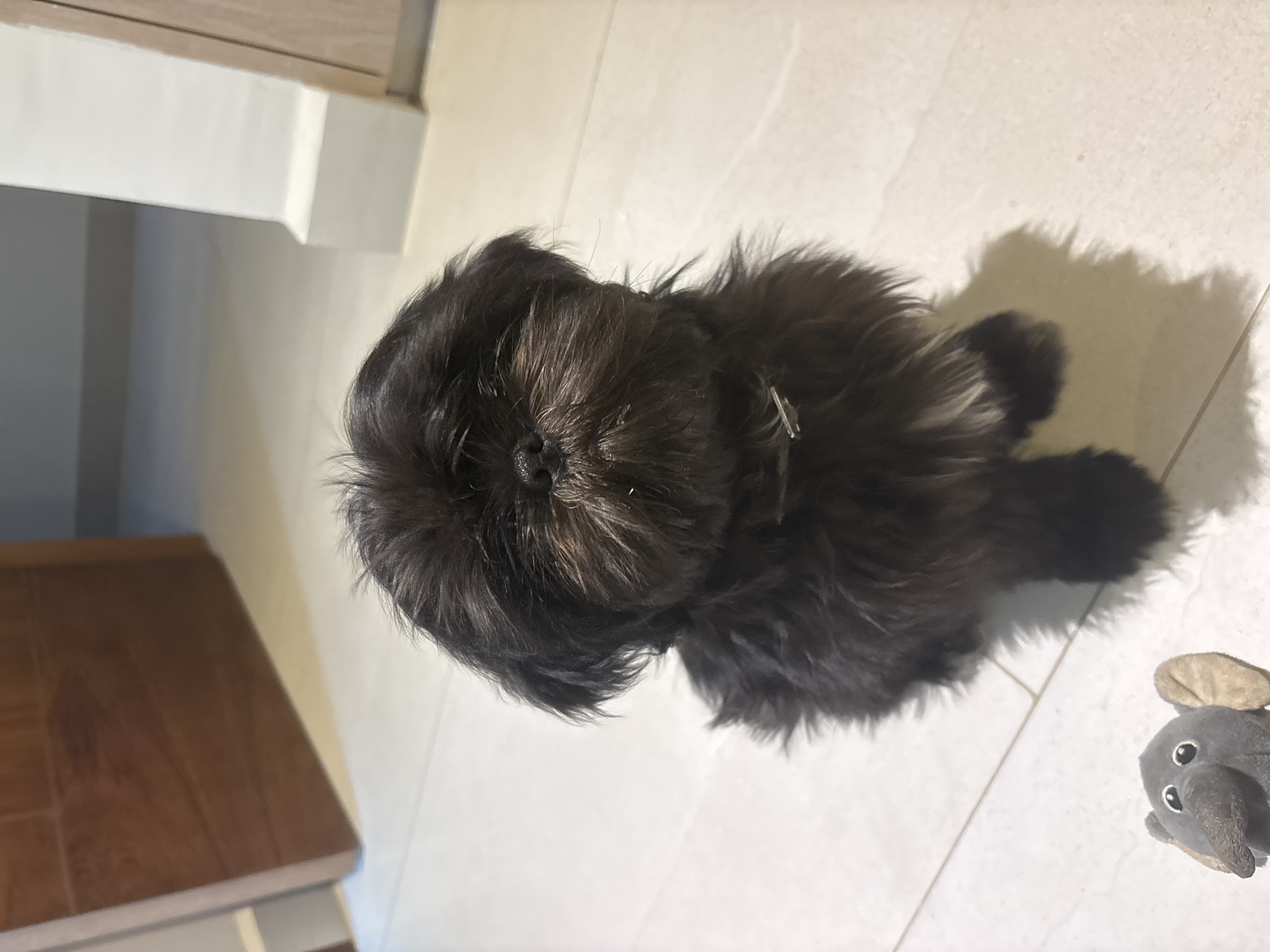 Small black dog filmed indoors in Tampico home