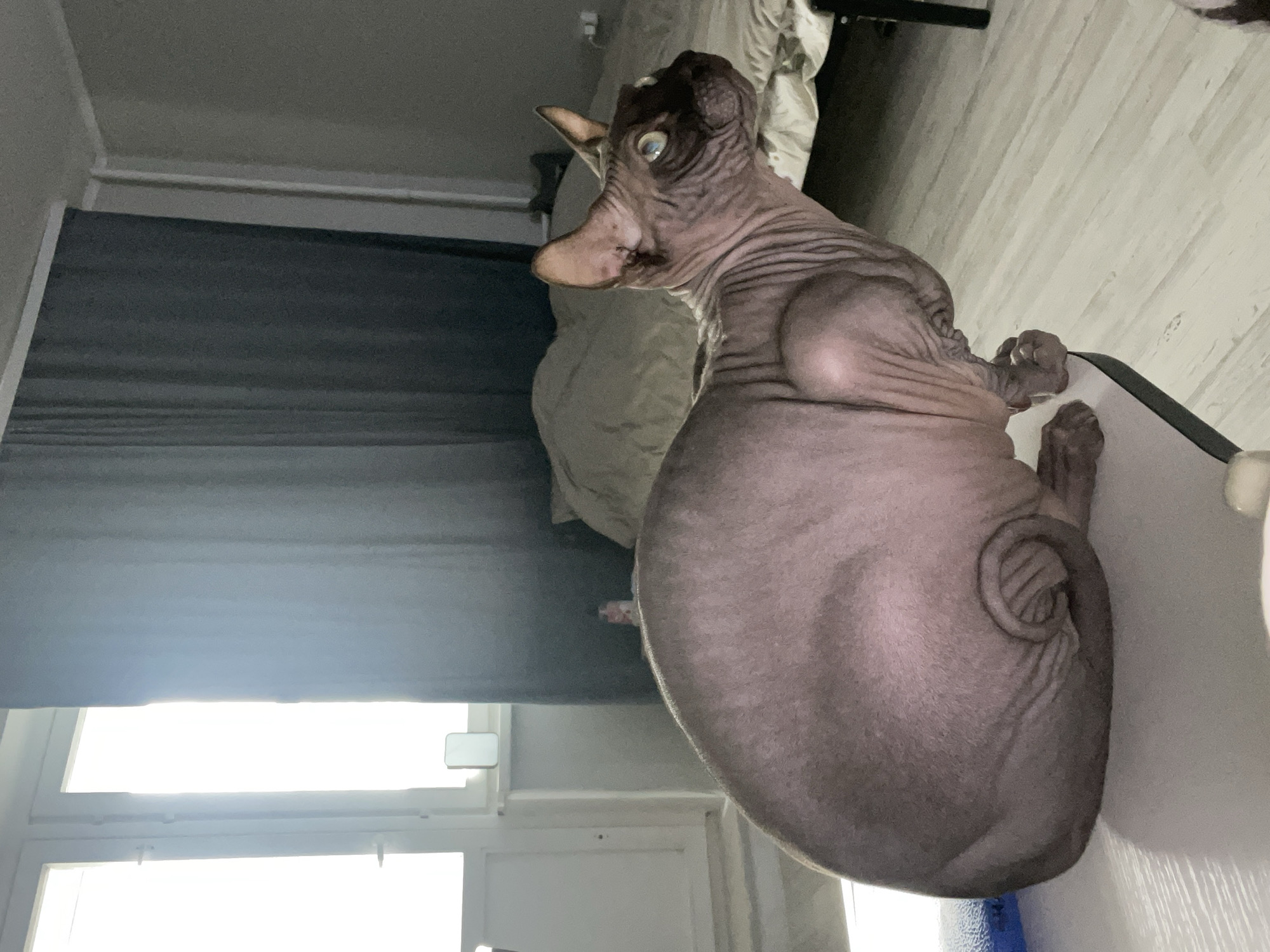 Sphynx cat spotted in home office workspace