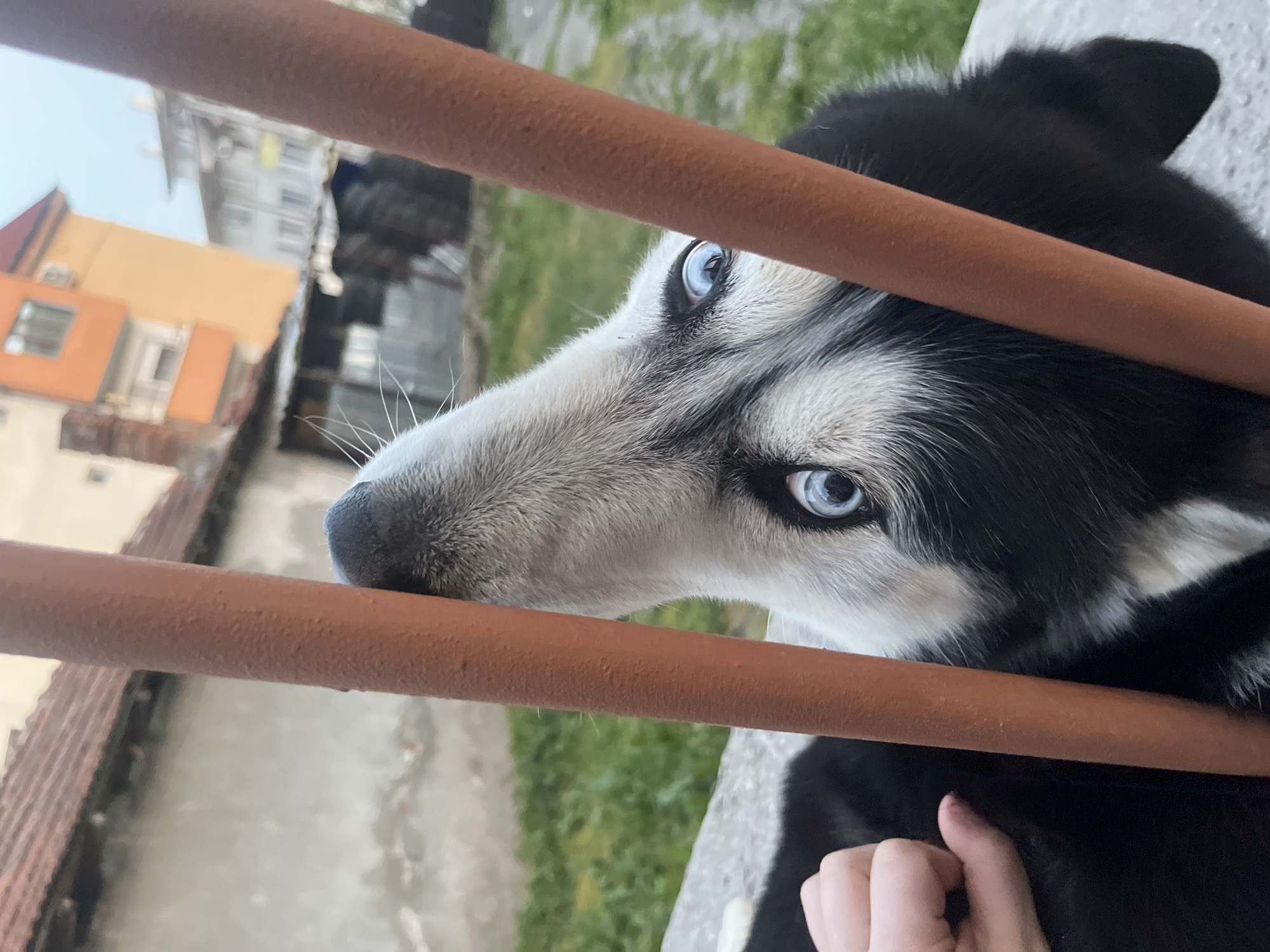 Husky dog photographed being petted in Haskovo, Bulgaria