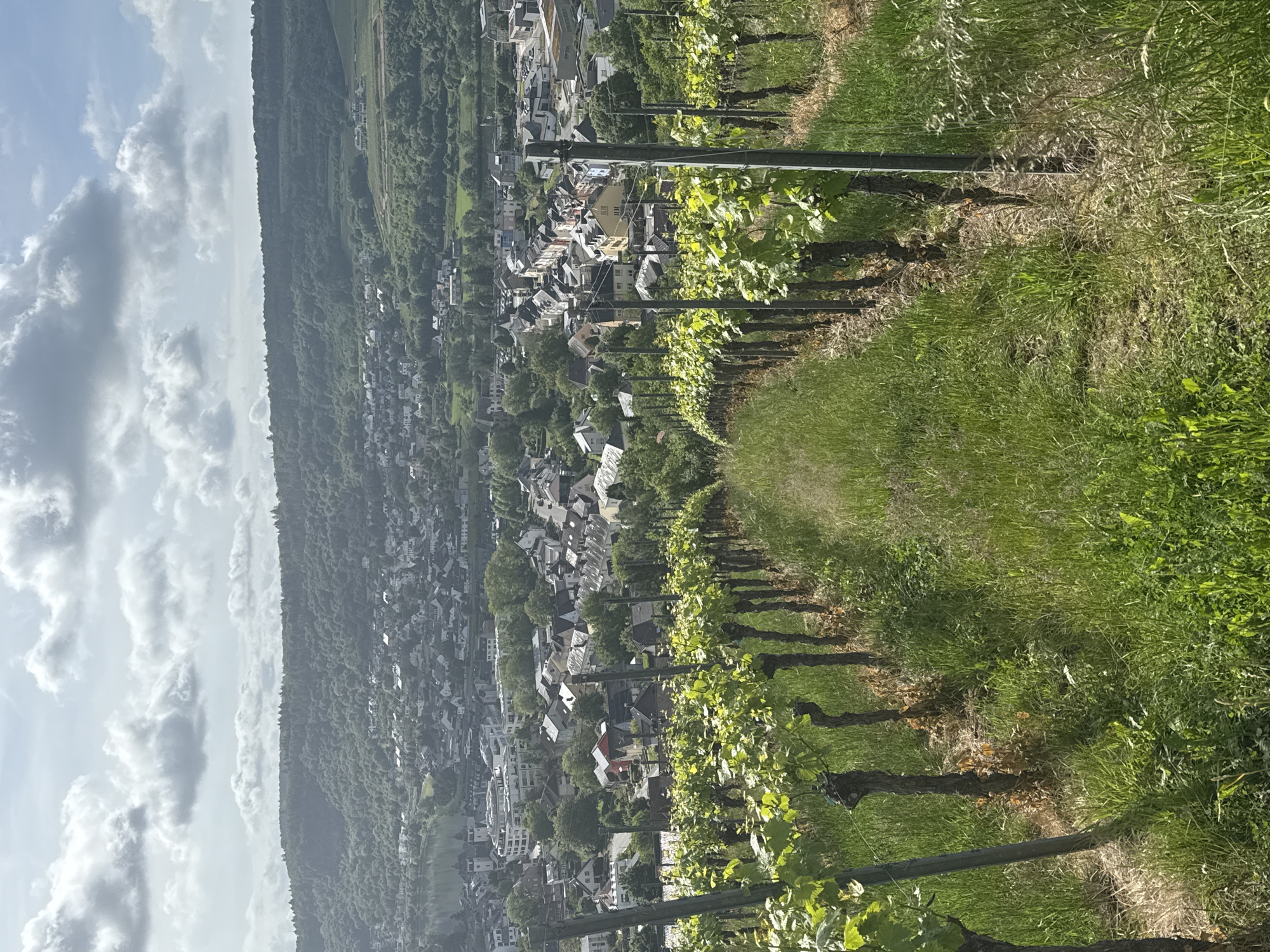 Morning vineyard view captured overlooking Wasserbillig, Luxembourg