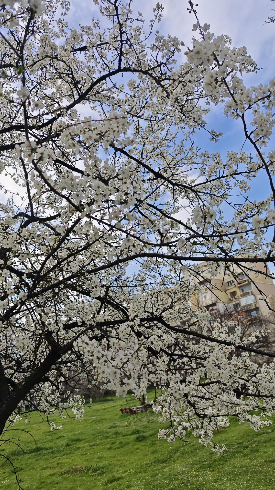 Dogs relaxing indoors, spring blooms observed in Plovdiv