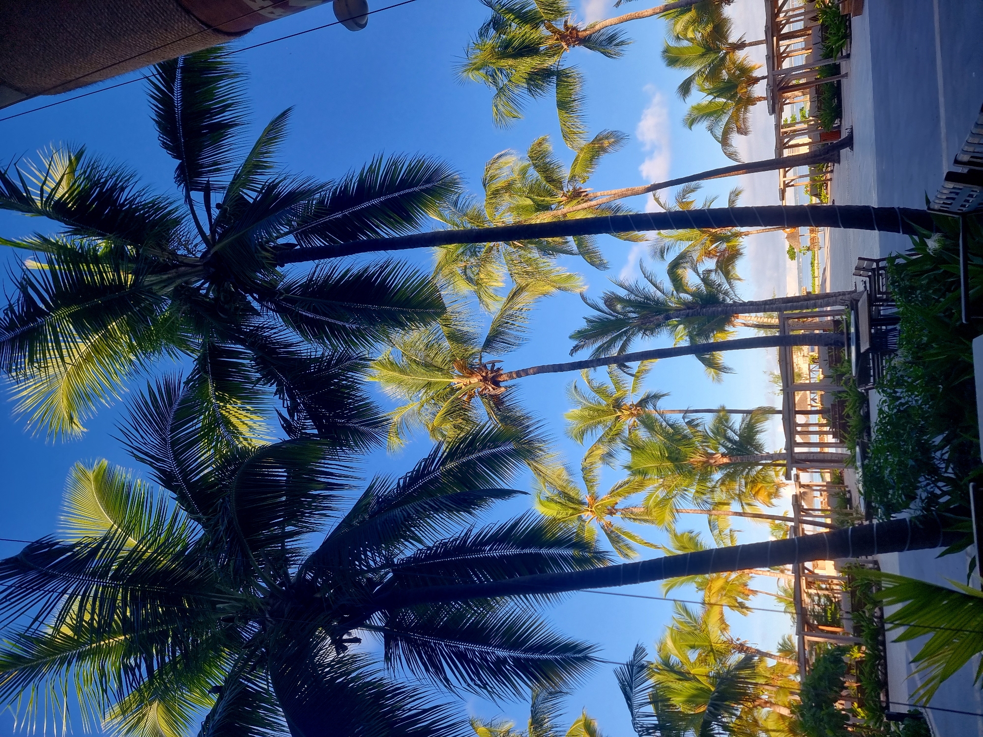 Palm trees frame beach view in Zanzibar, Tanzania