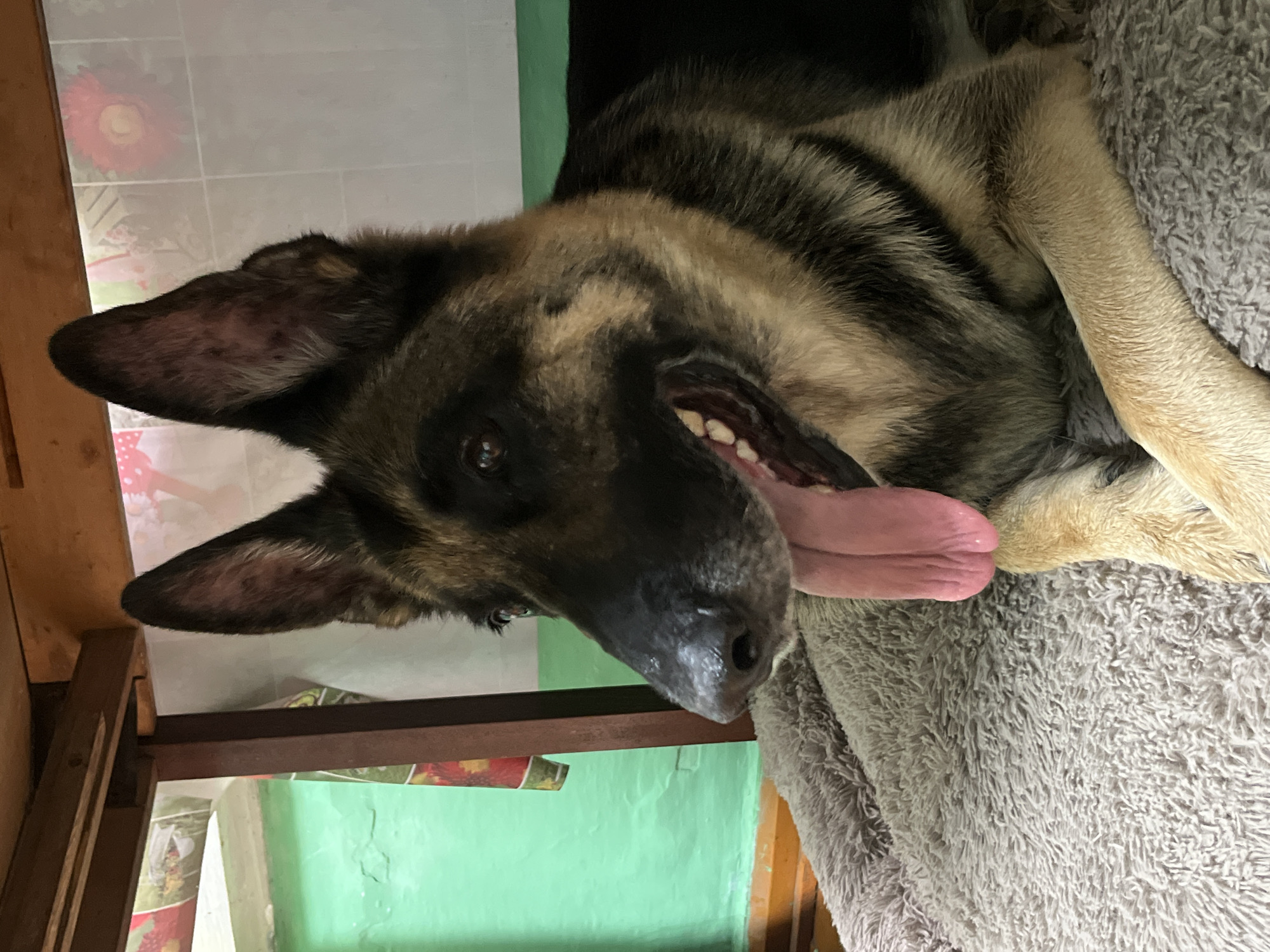 Dogs Rest and Play in Nizhny Tagil Homes and Gardens