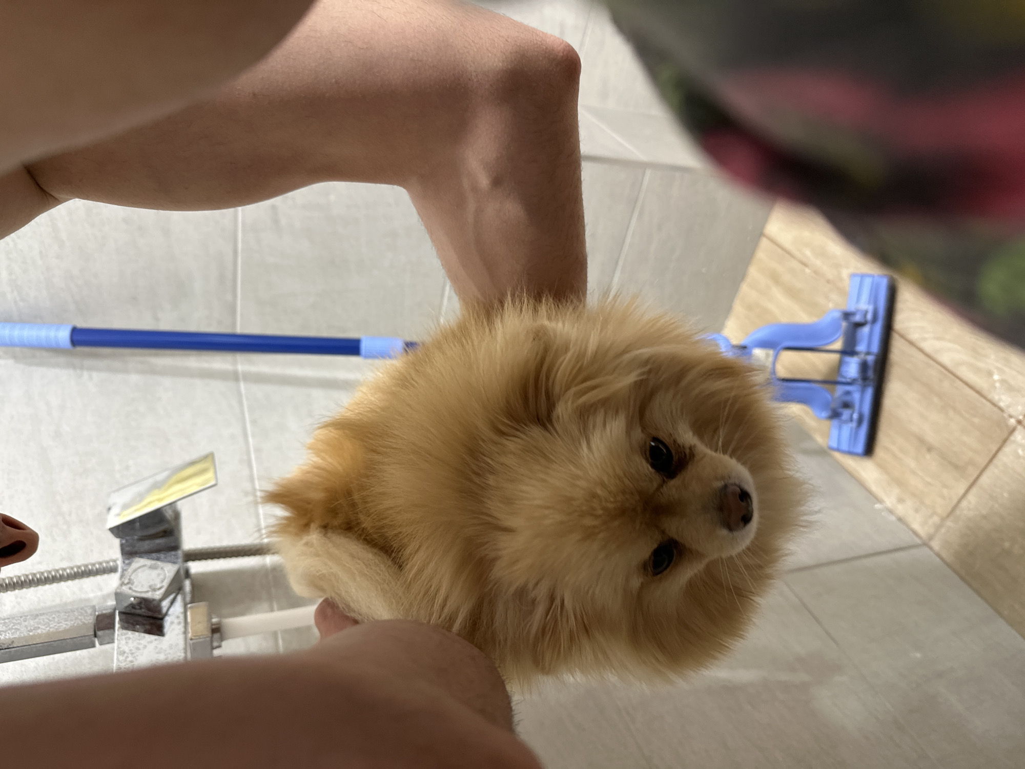 Pomeranian dog held in bathroom in Stara Zagora
