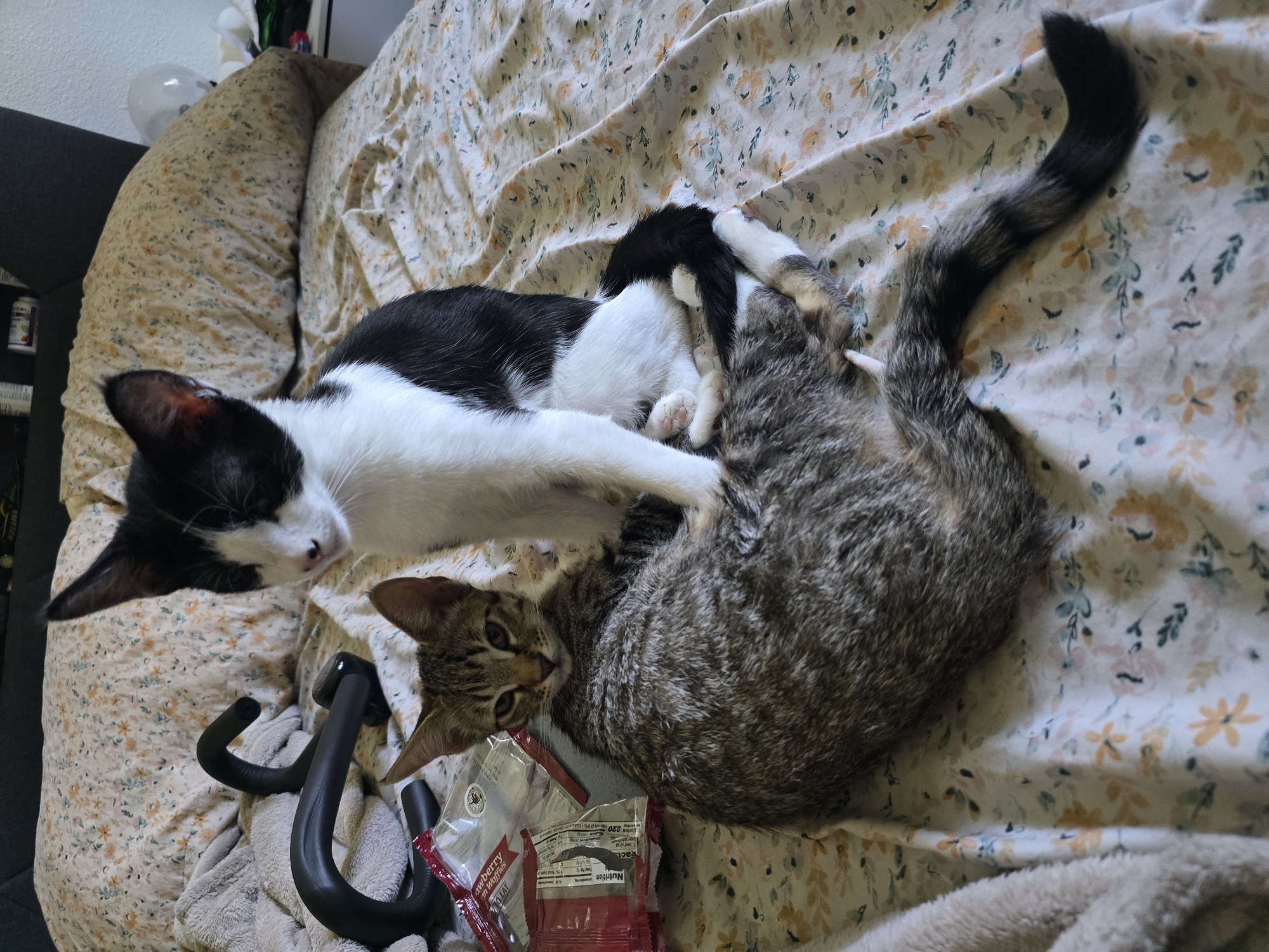 Cats and kittens napping and cuddling on a quiet evening