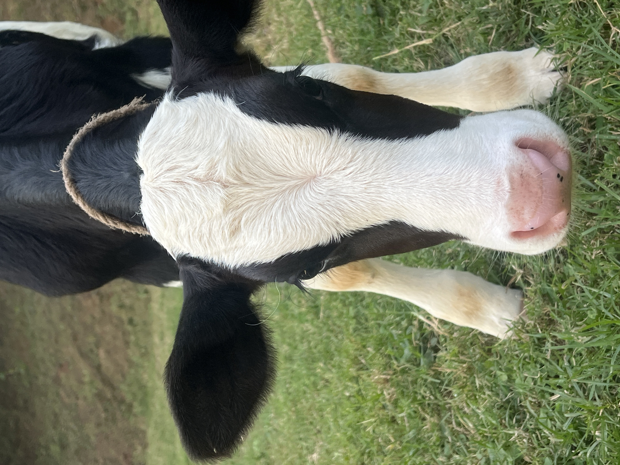 Calf in a Kenyan field, quiet afternoon in Nyeri