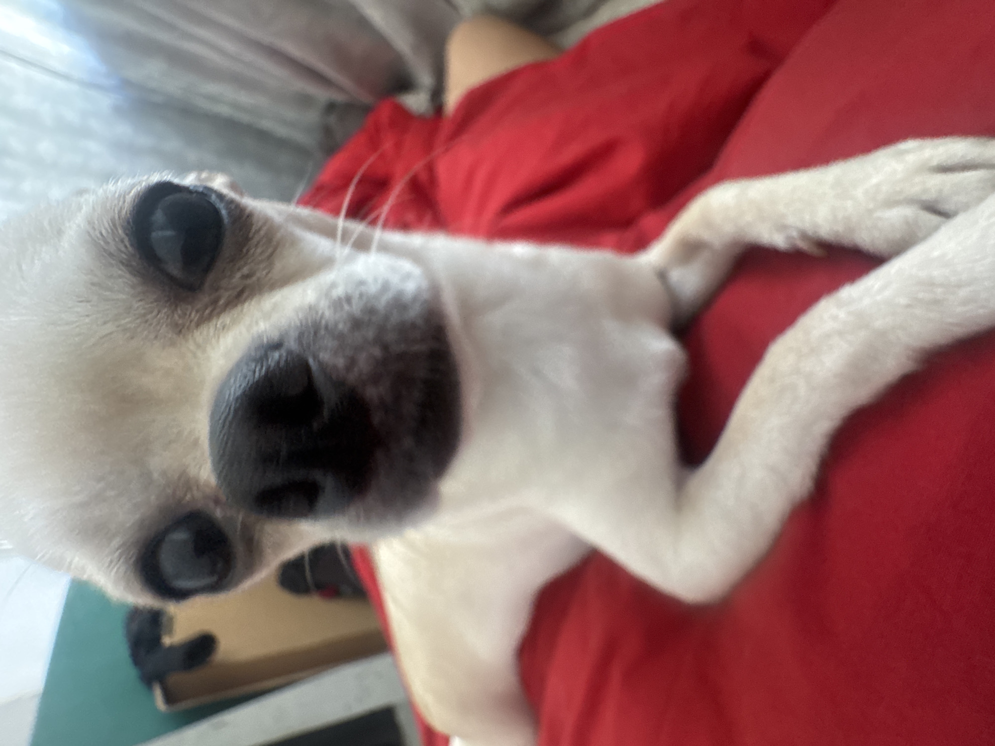 Person pets small Chihuahua on red blanket in Sofia