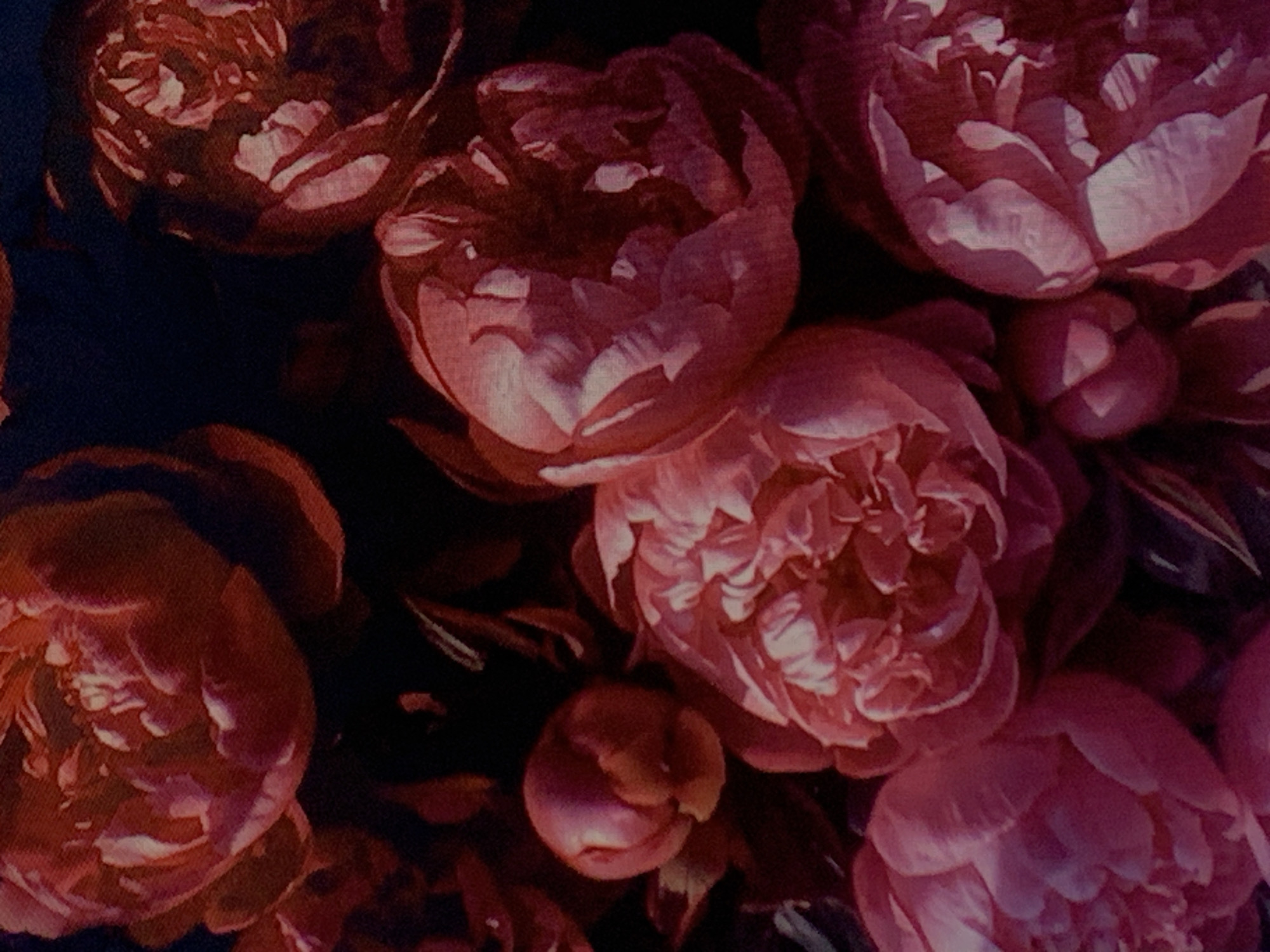 Peonies and raspberries up close in Tashkent