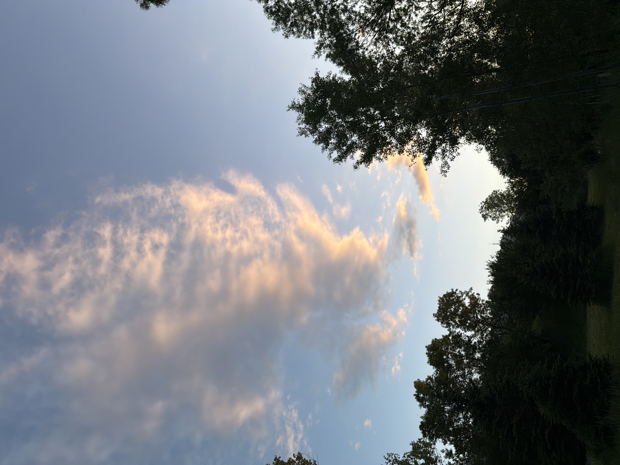 Cloudy sky view captured through tree branches in Sofia
