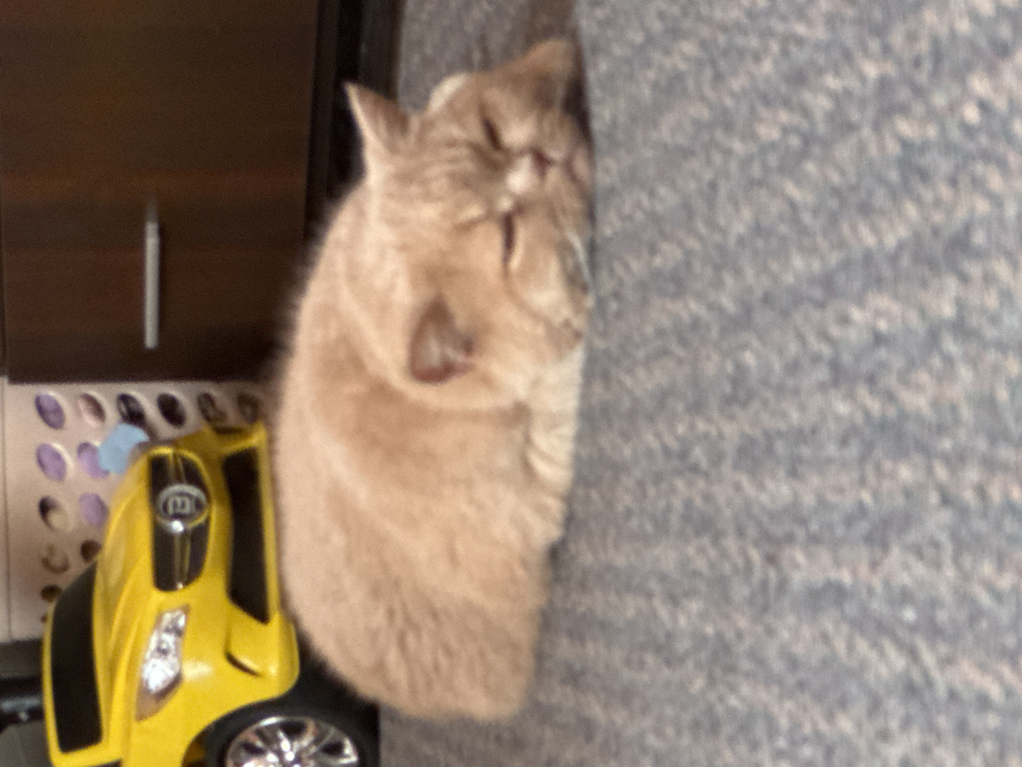 Orange tabby cat's morning routine captured in 30 memories