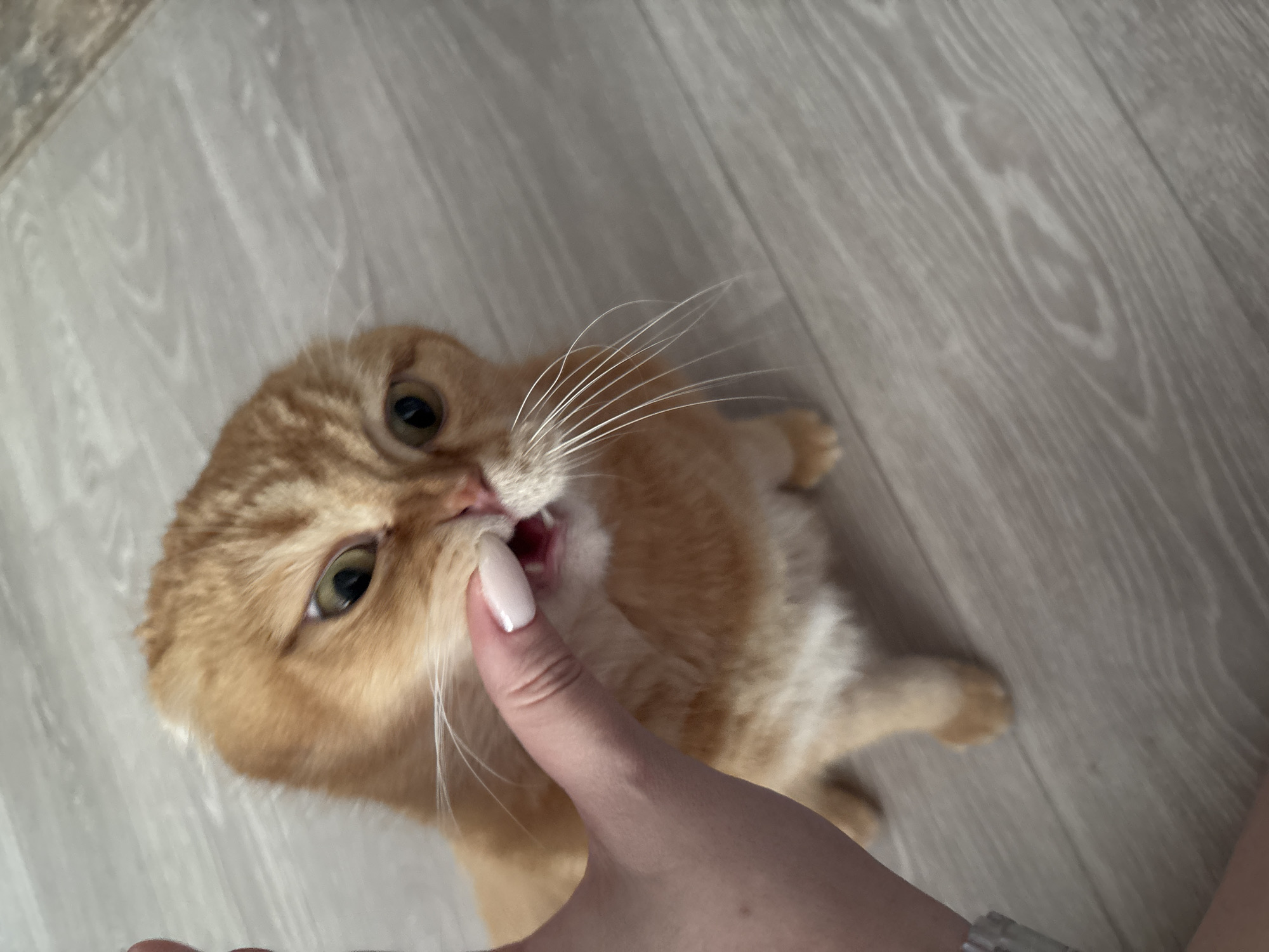 Scottish Fold cat doing its thing on a wooden floor
