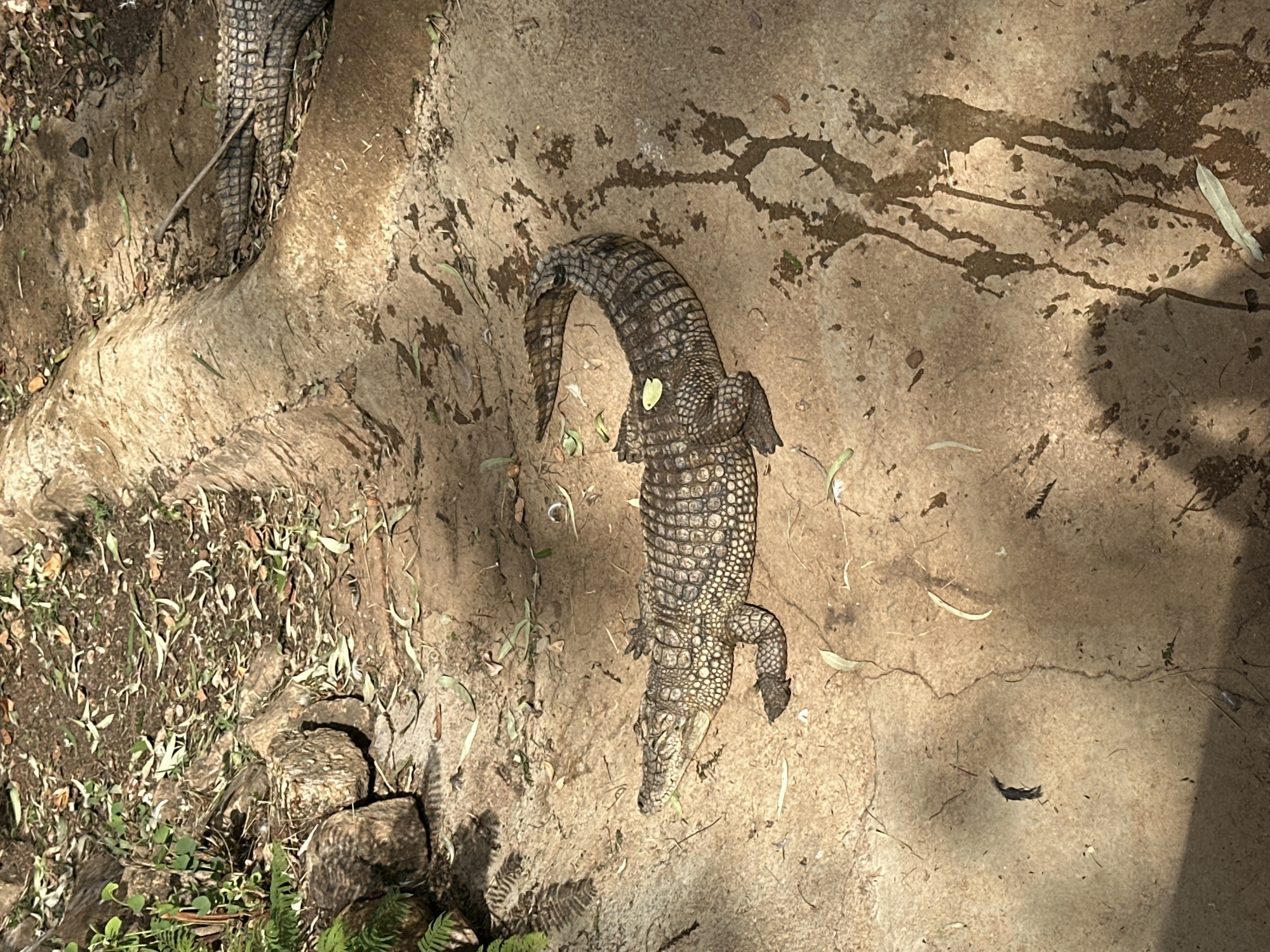 Visitor documents afternoon tour of Jos Wildlife Park animals