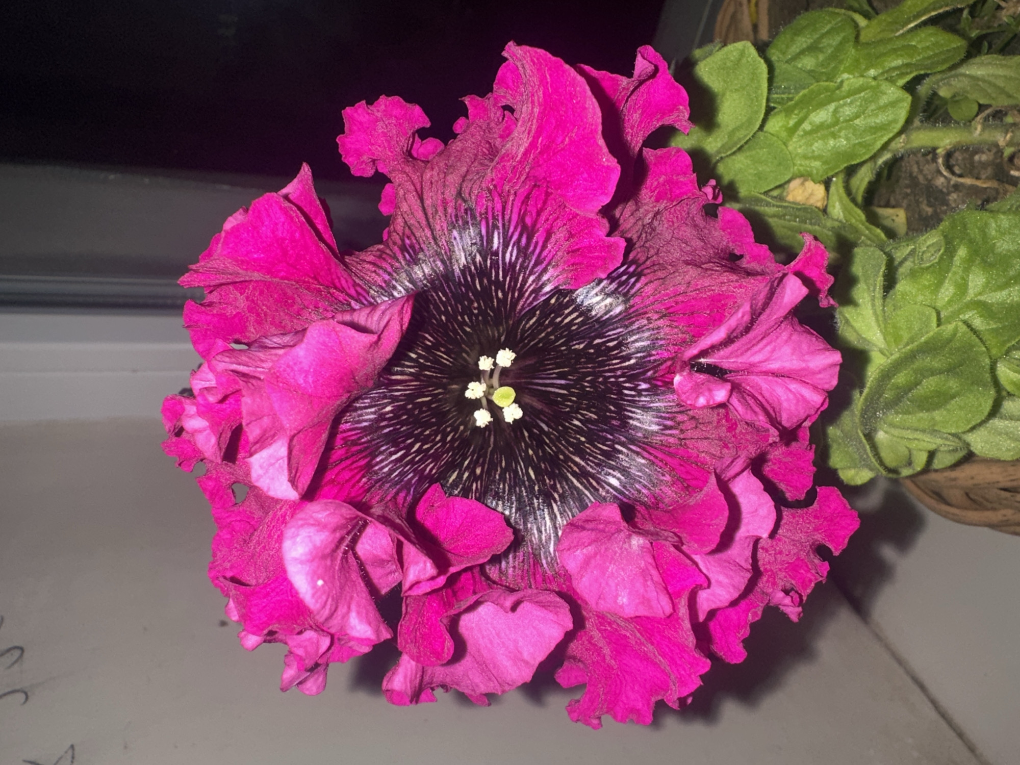 Nighttime flower photography documented in Poltava, Ukraine