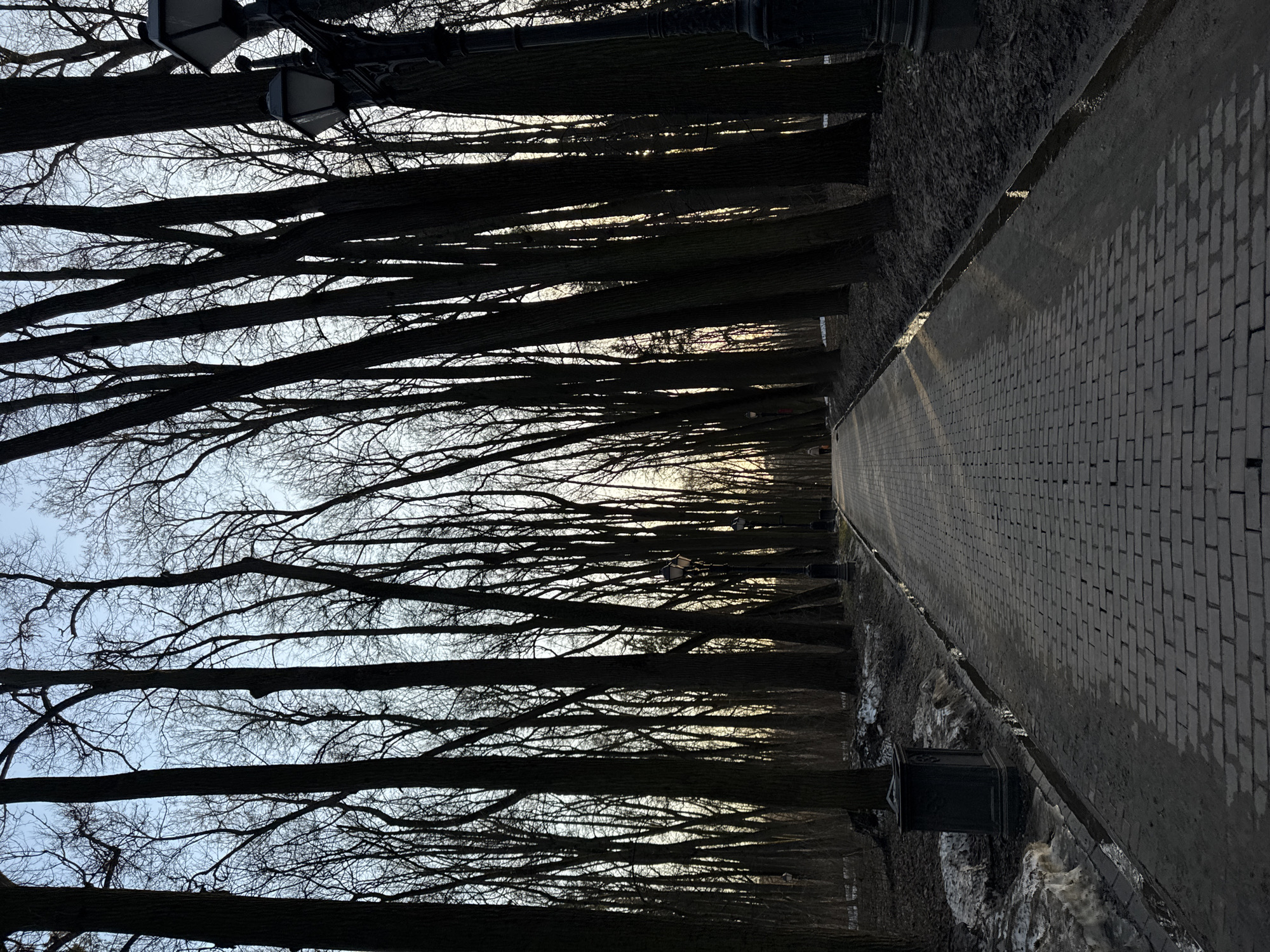 Bare trees line grey brick pathway in Moscow park
