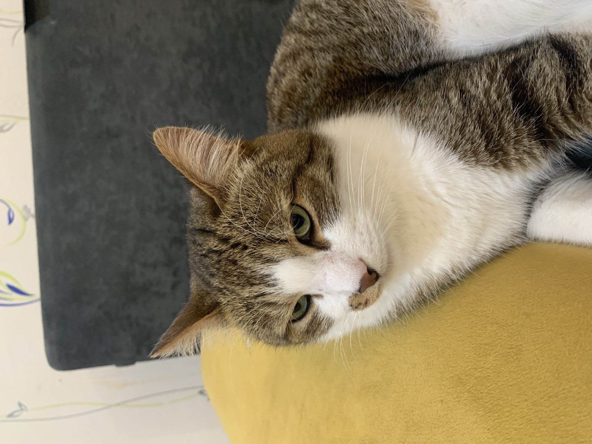Woman relaxes at home with tabby cat in Chaikovsky