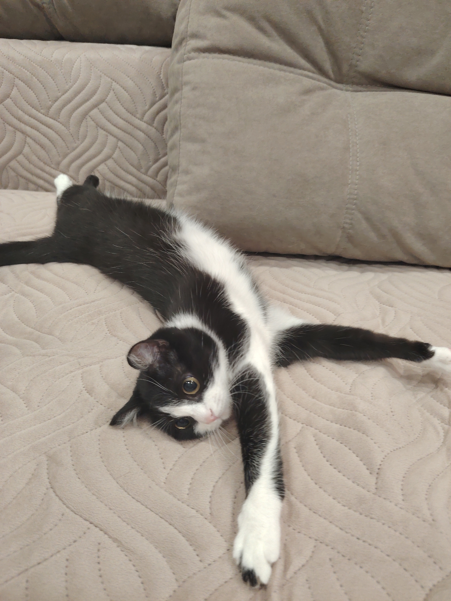 Black and white cats observed lounging indoors