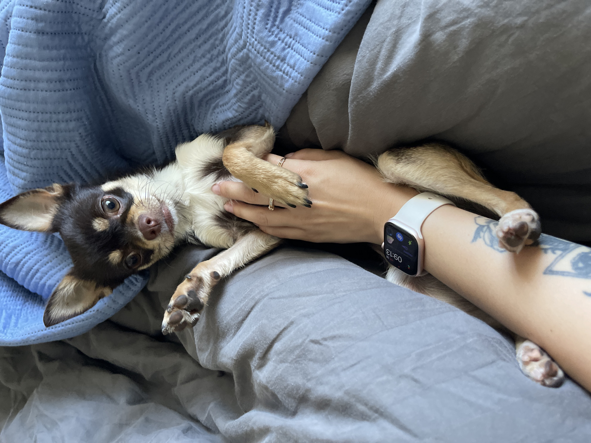 Chihuahua morning in a Romanian bedroom