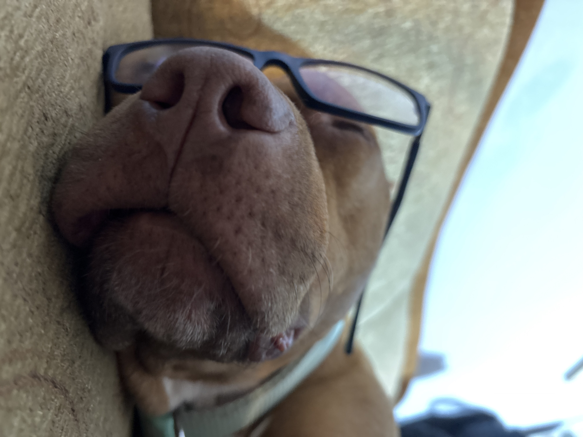 Dog wearing glasses photographed lounging on sofa in Sofia