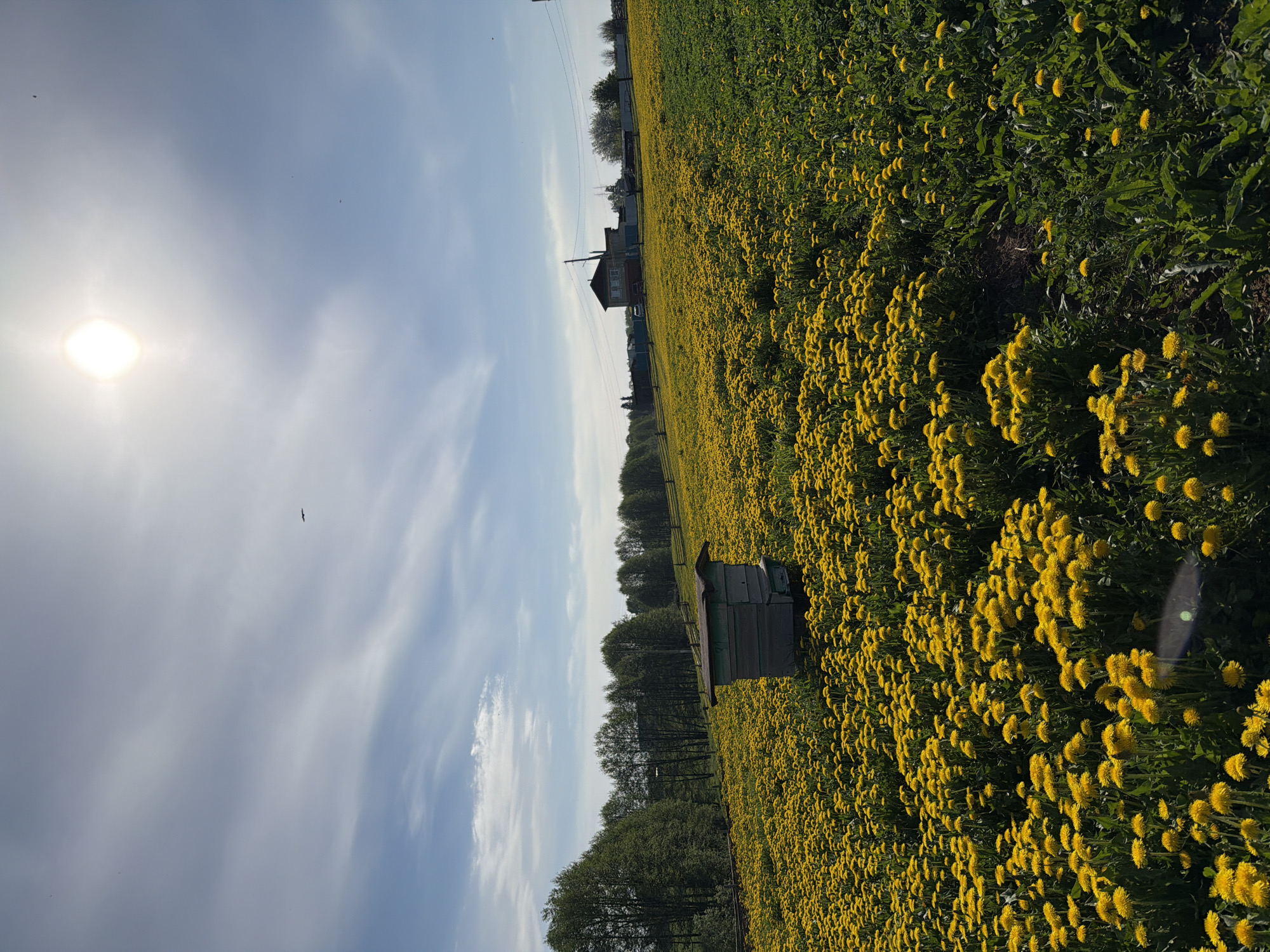 Spring morning documented in Russian village dandelion fields