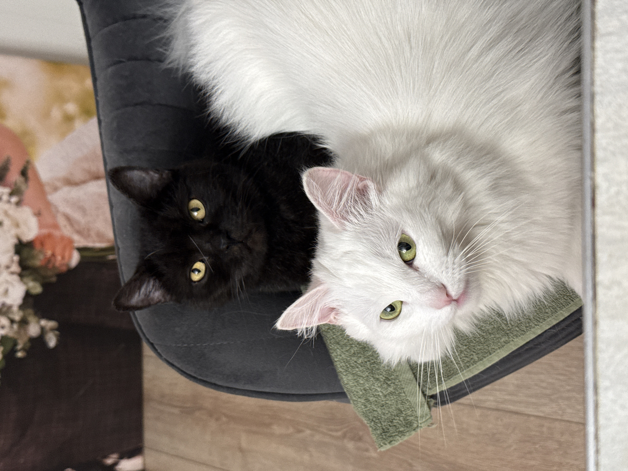 Afternoon memories: cats, selfies, wildflowers captured over three hours