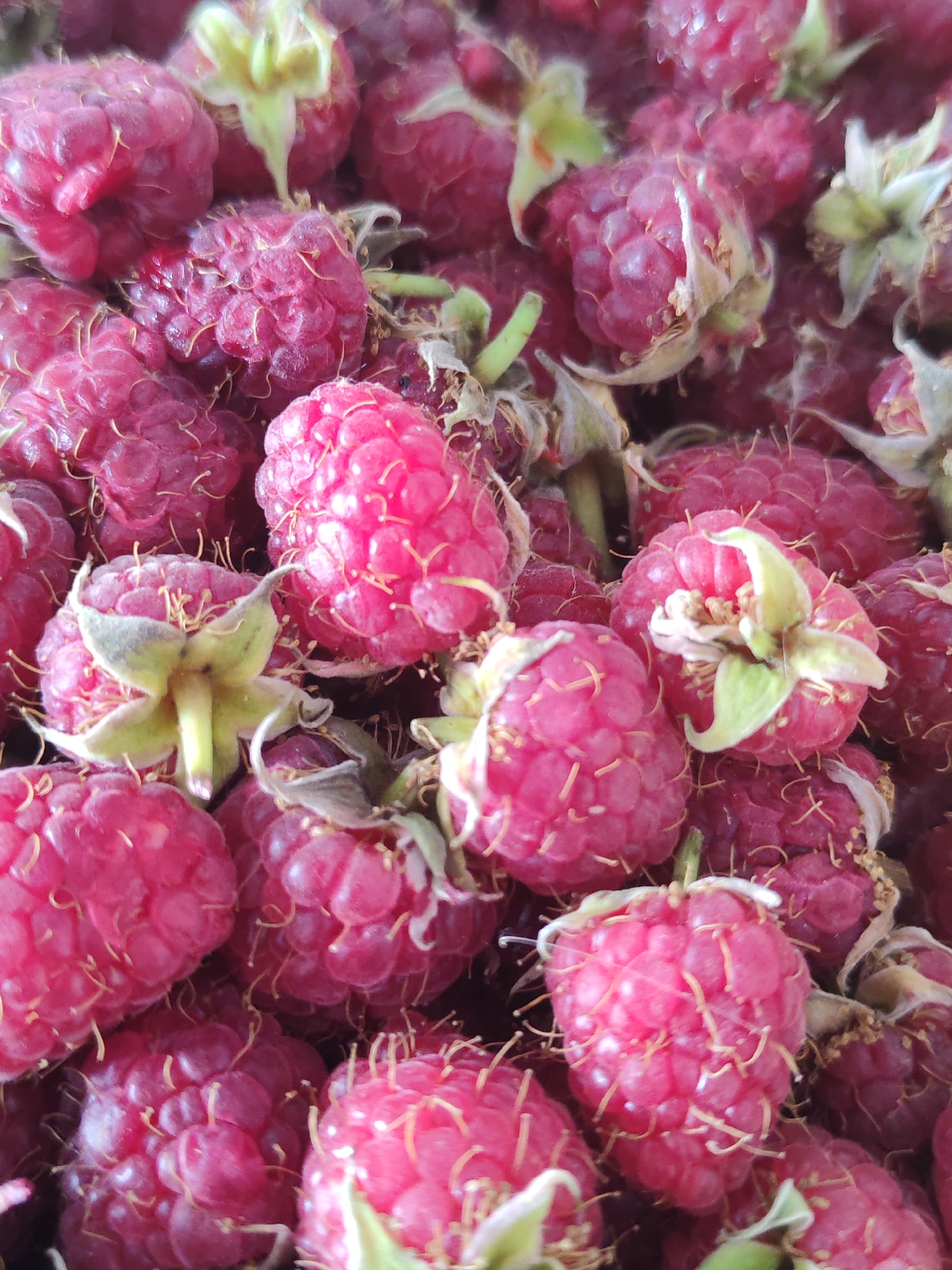 Fresh raspberries up close in Baku