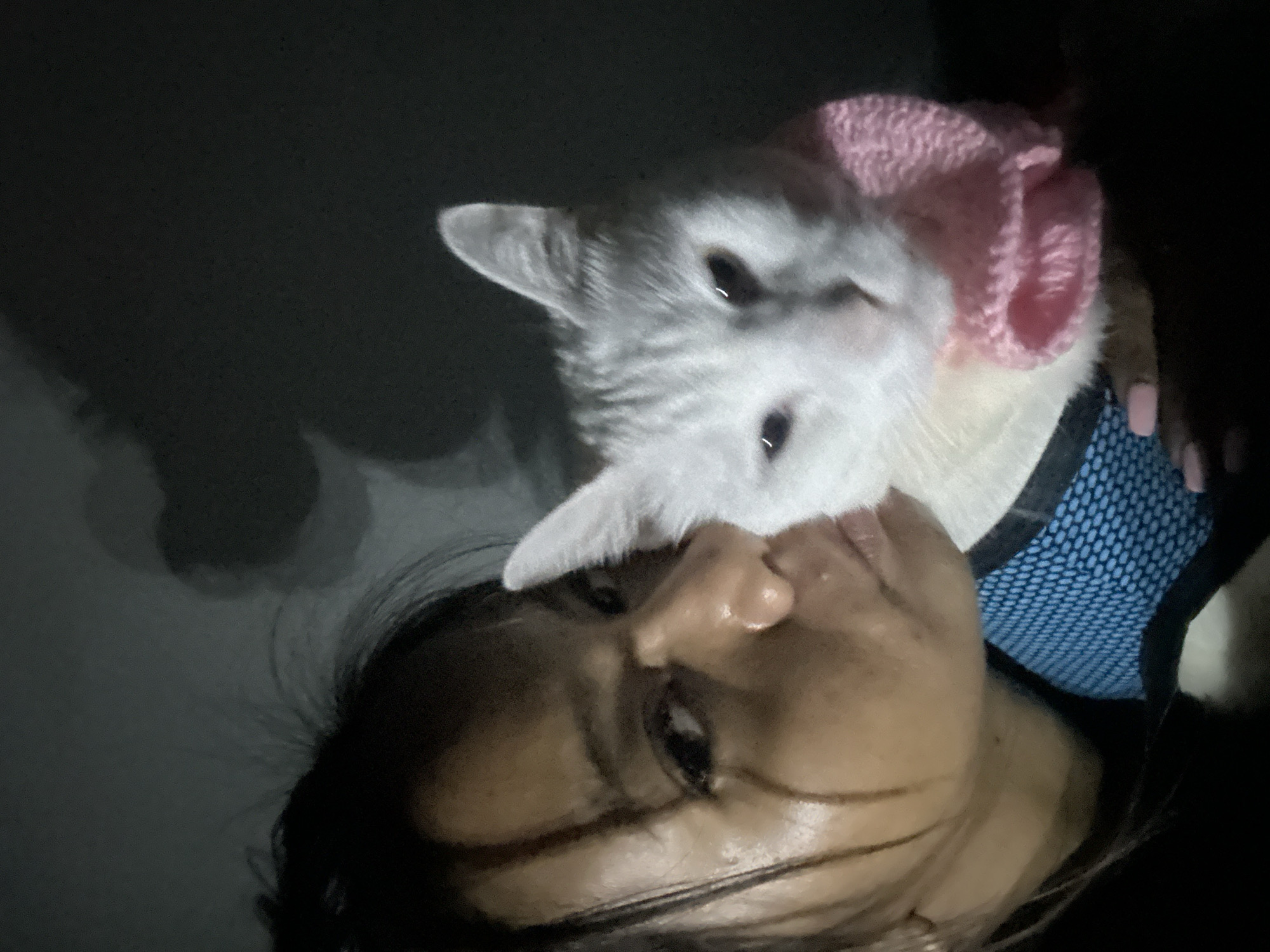 Dressed cat photographed in pink hat, blue harness in Jakarta