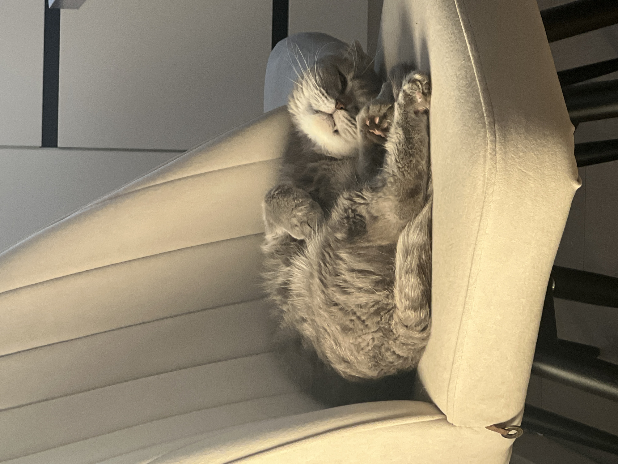 Gray cat sleeps on chair in Votkinsk home