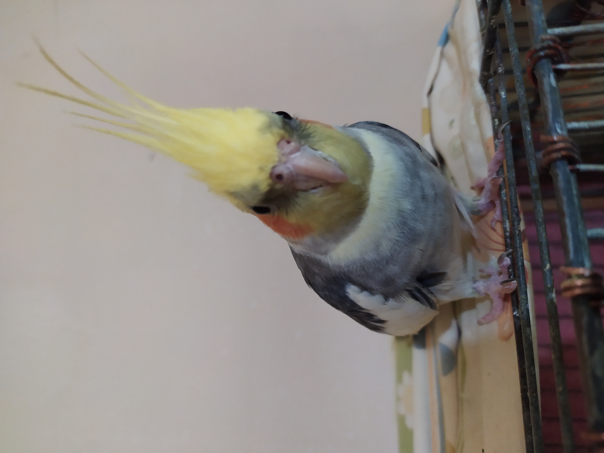 Cockatiels and a budgie at home in Bilajari, Azerbaijan