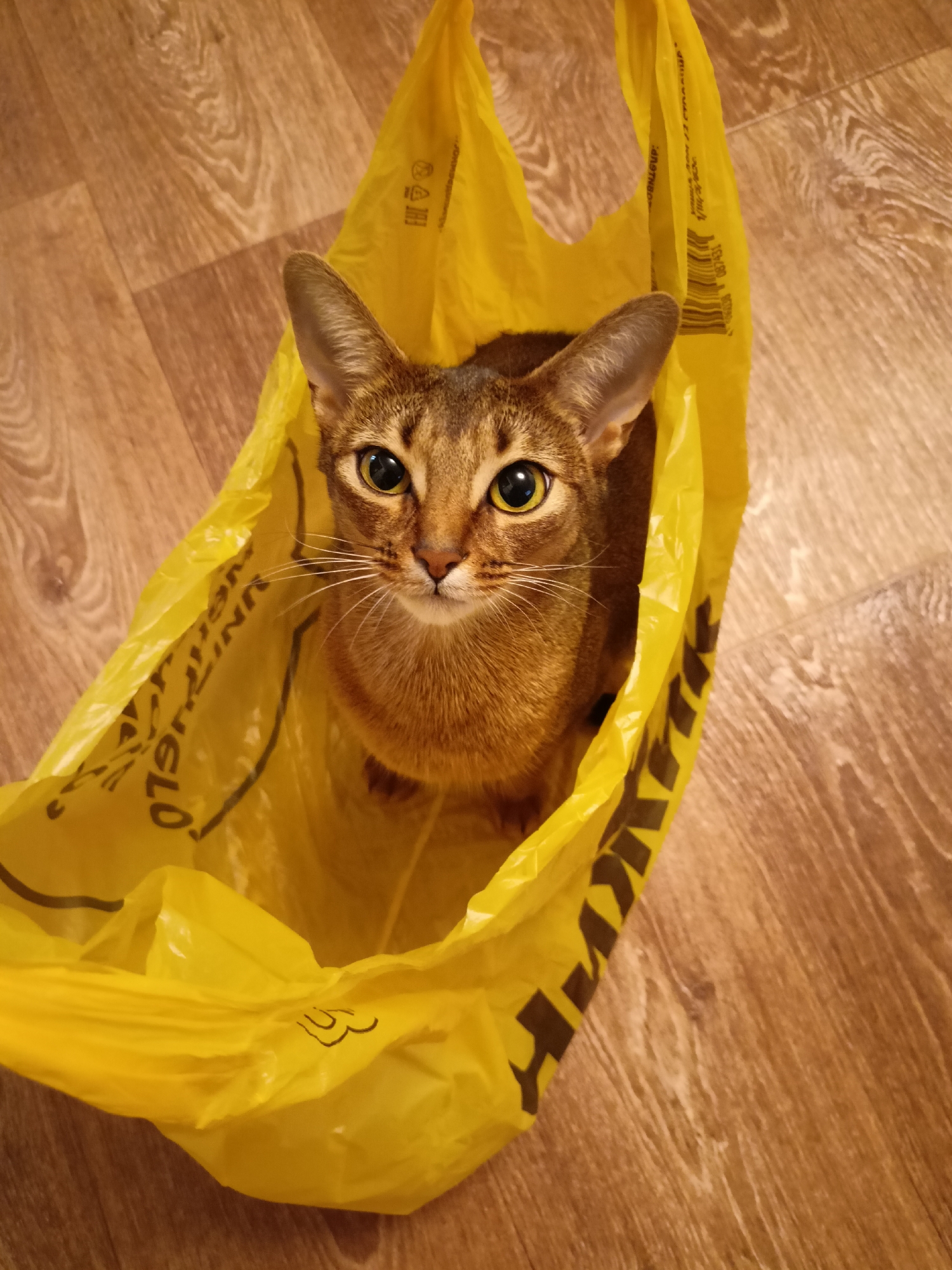 Abyssinian cat explores a yellow bag by a sunny window