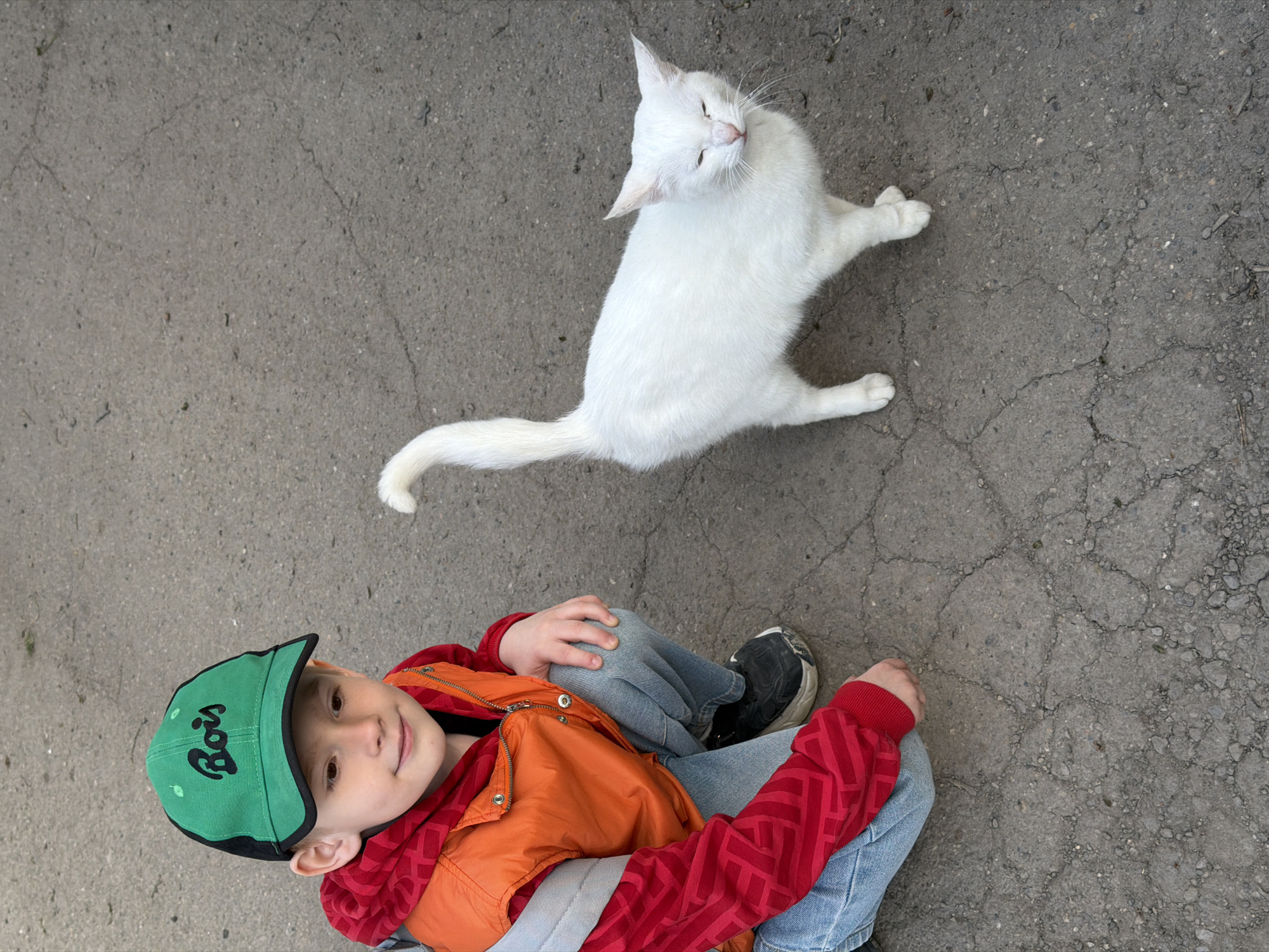 Cats gather in residential area of Beryozovy, Russia