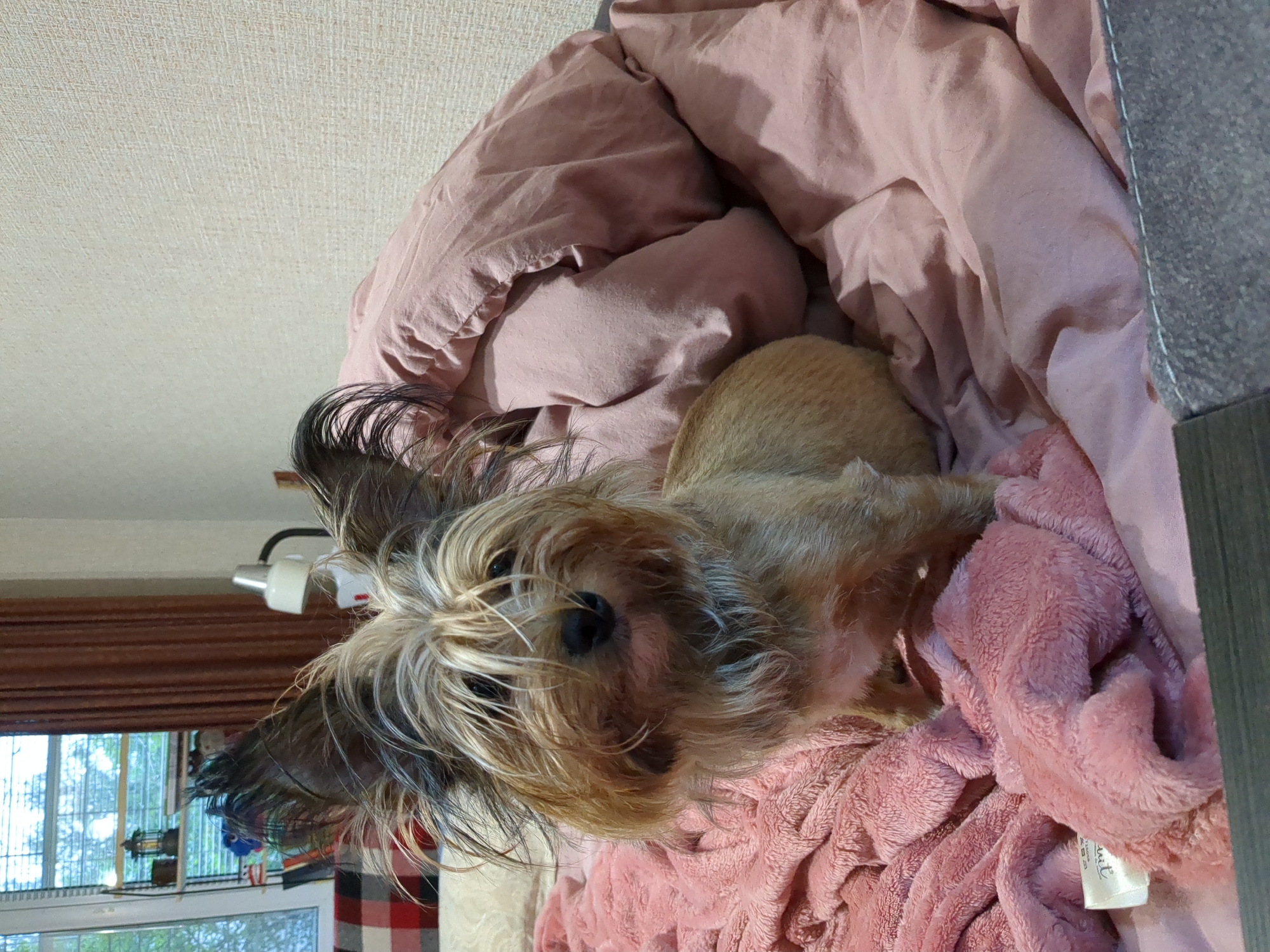 Terrier mix dog relaxes at home in Boryspil