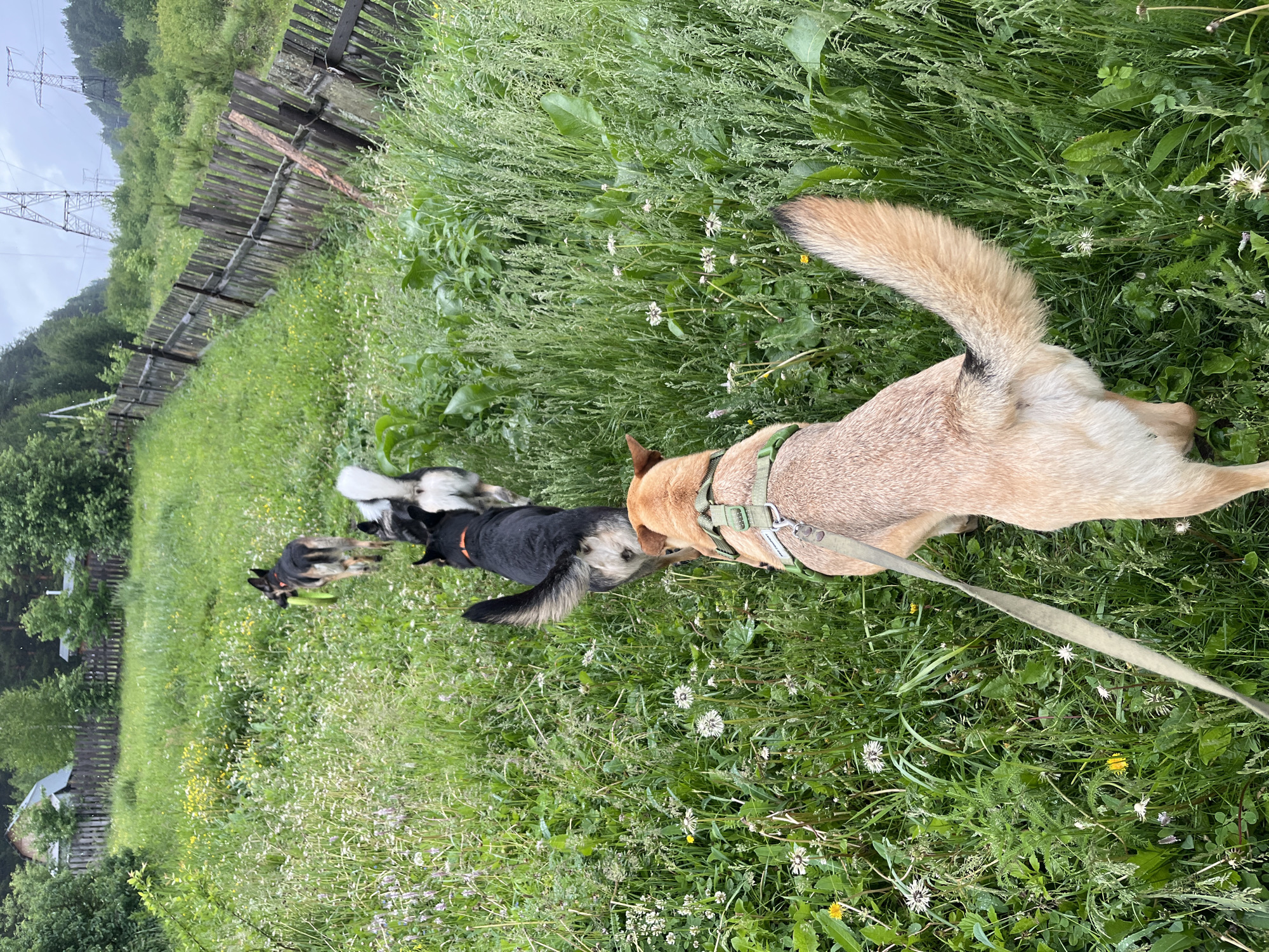 Dogs gather in groups across Nizhny Tagil locations