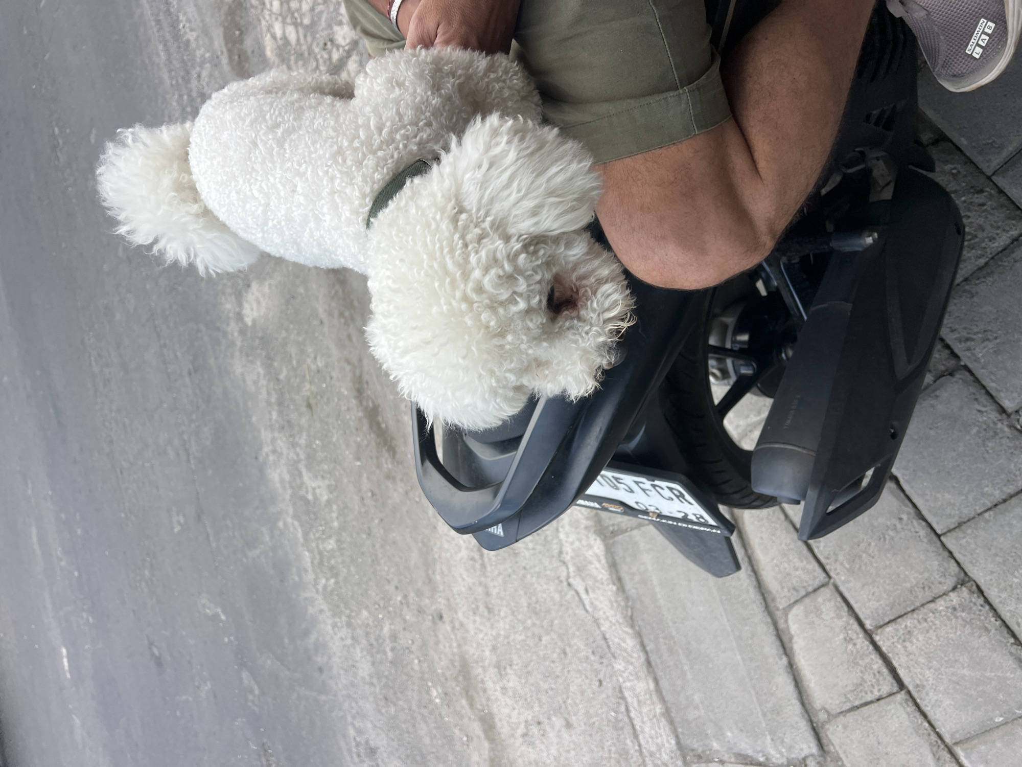 Scooter poodle and fruit stands on a Mengwi street