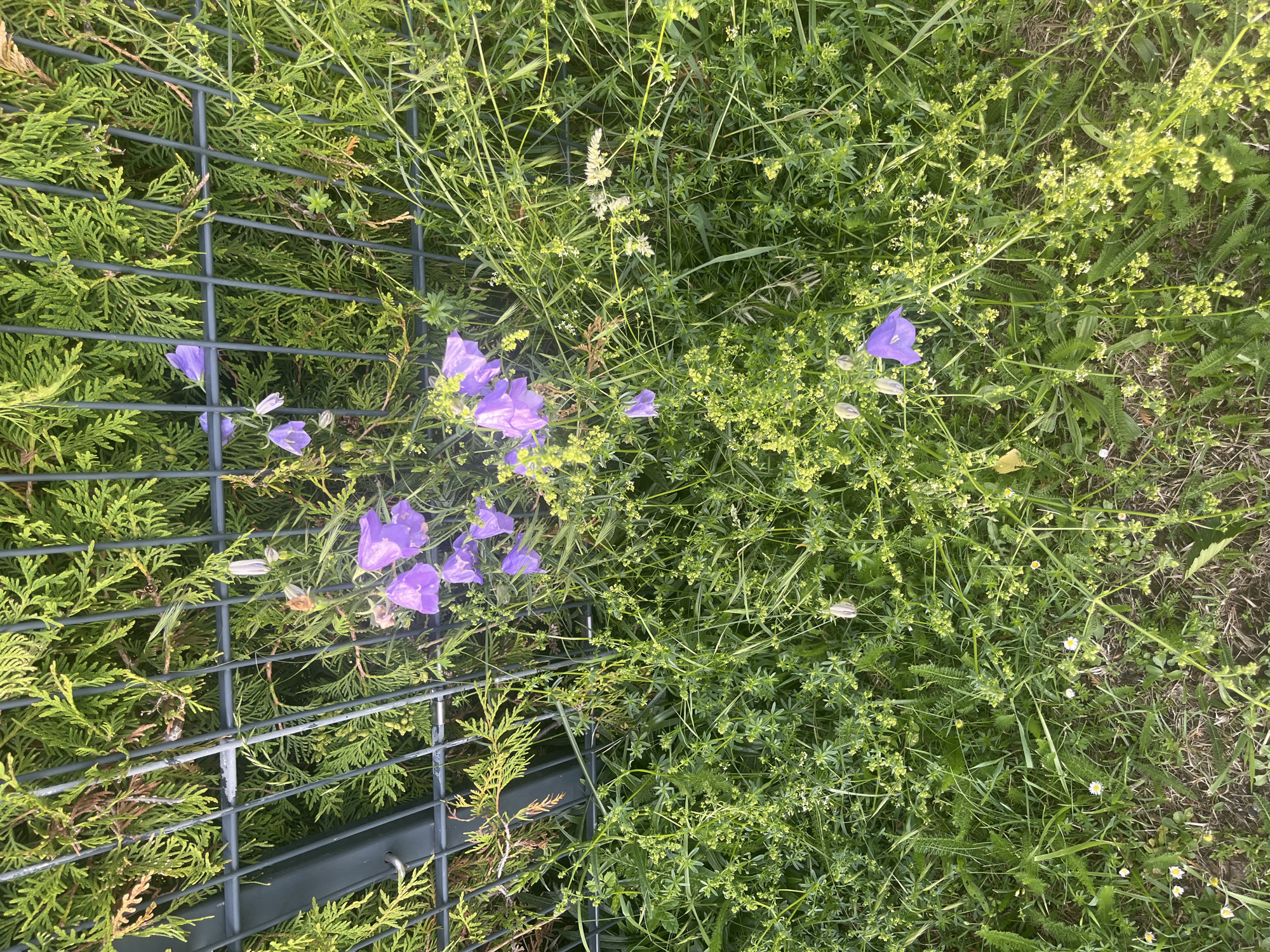 Afternoon countryside walk documents gardens, fields, and seasonal blooms