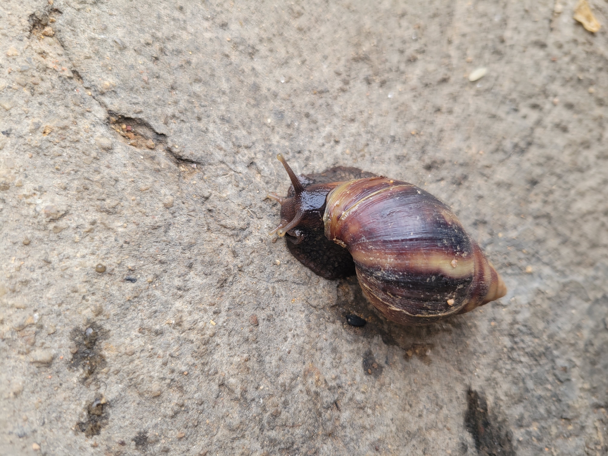Giant African Land Snails Spotted on Concrete in Jos