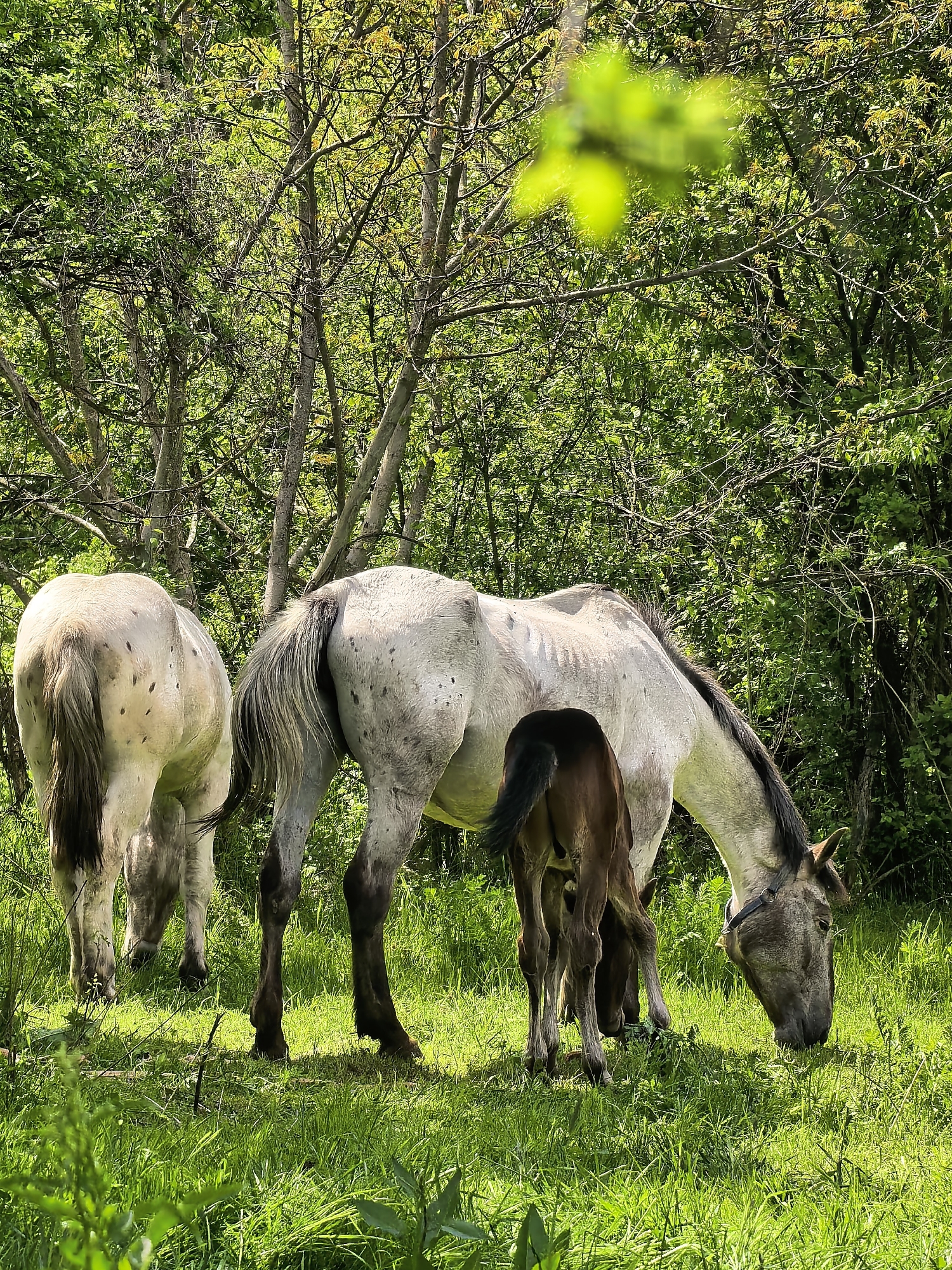 Horses graze peacefully in Bulgarian countryside near Sapareva Banya