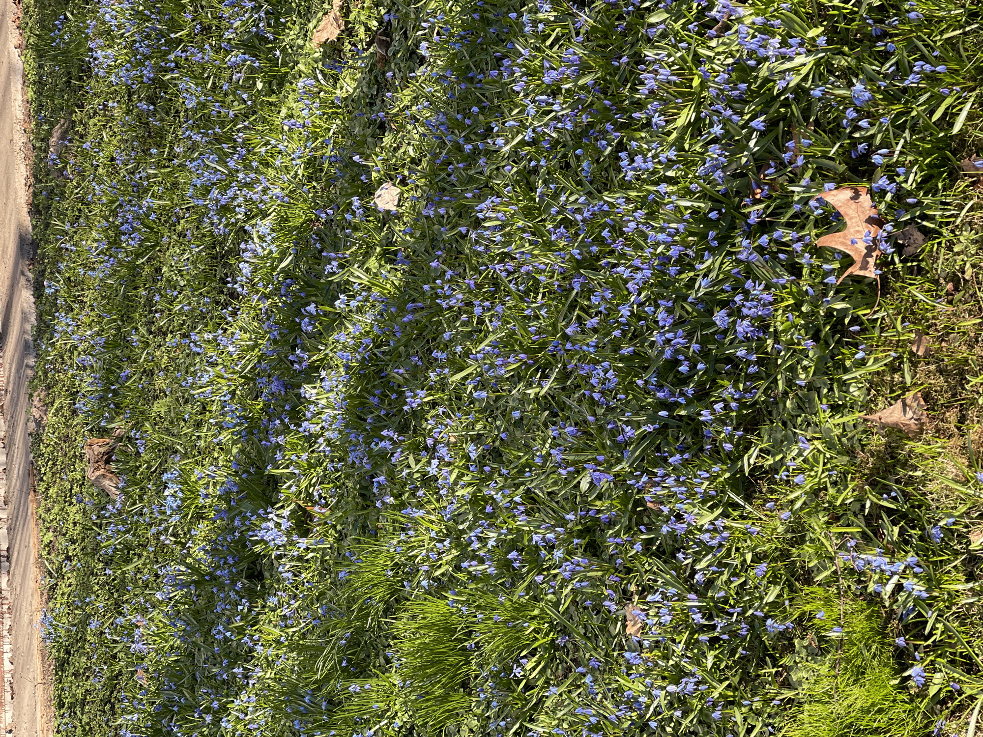Blue wildflowers bloom in early spring garden in Riga