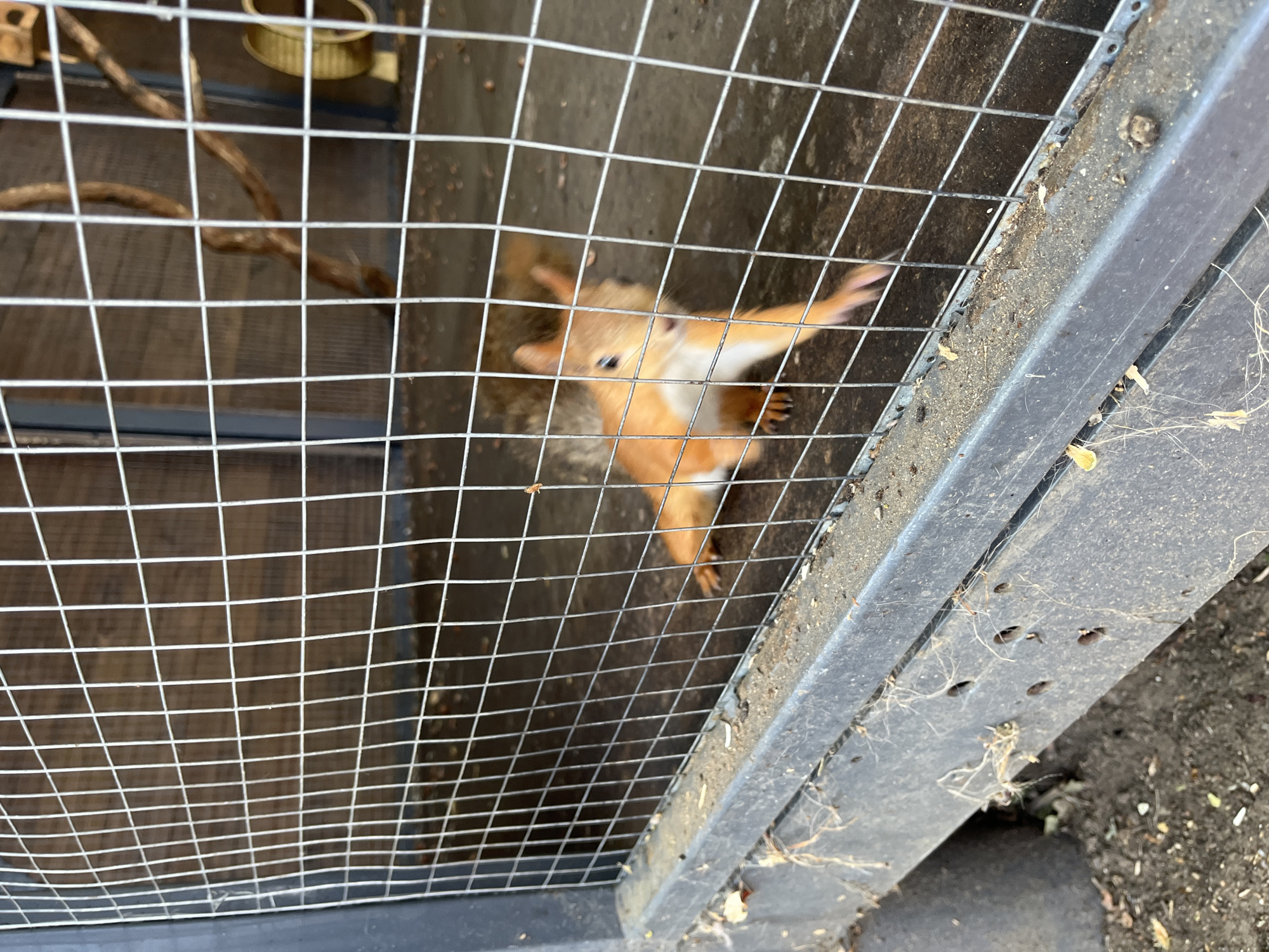 Red squirrels in a Russian animal enclosure, up close.