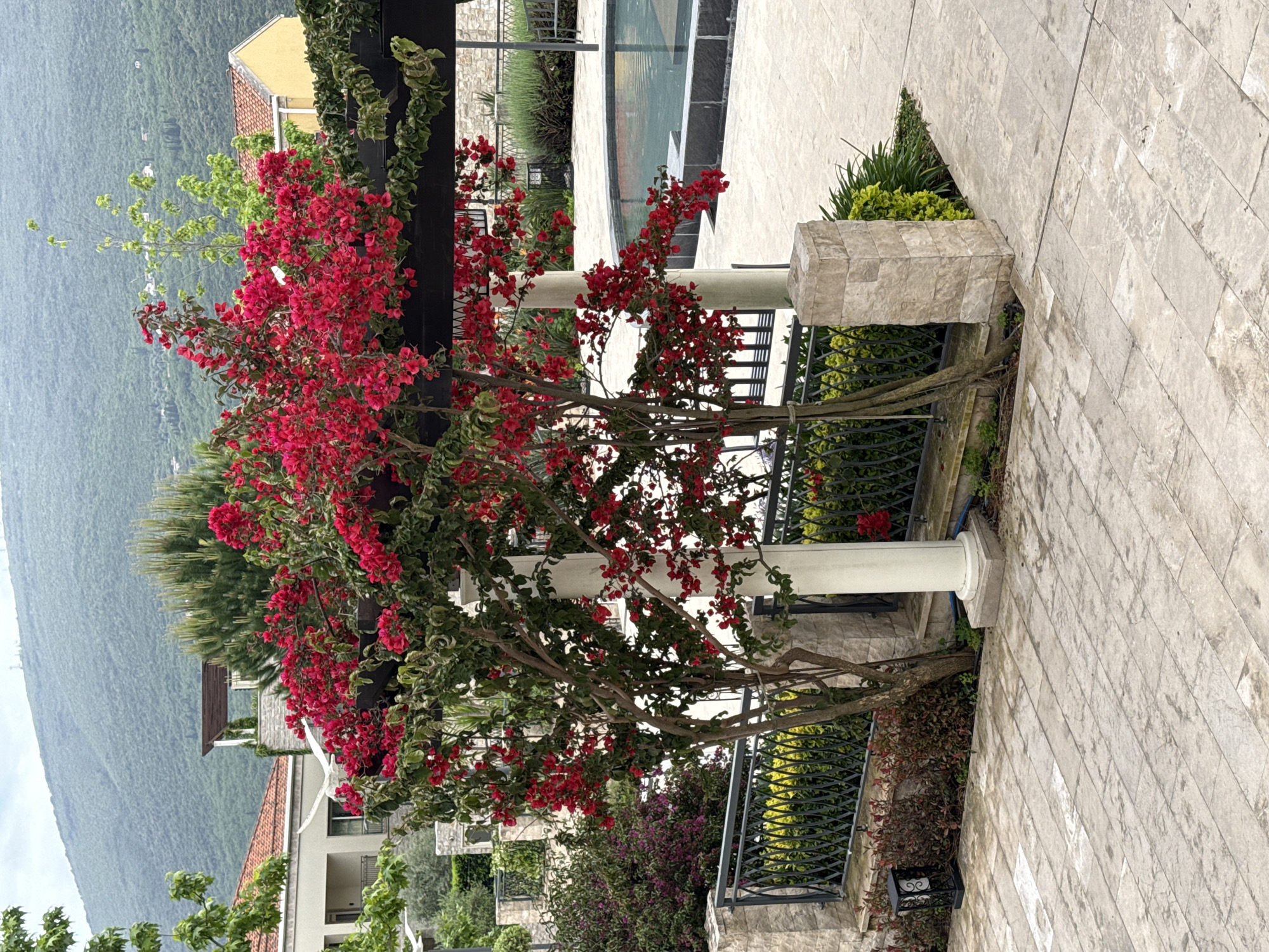 Red bougainvillea blooms on pergola in Kumbor, Montenegro