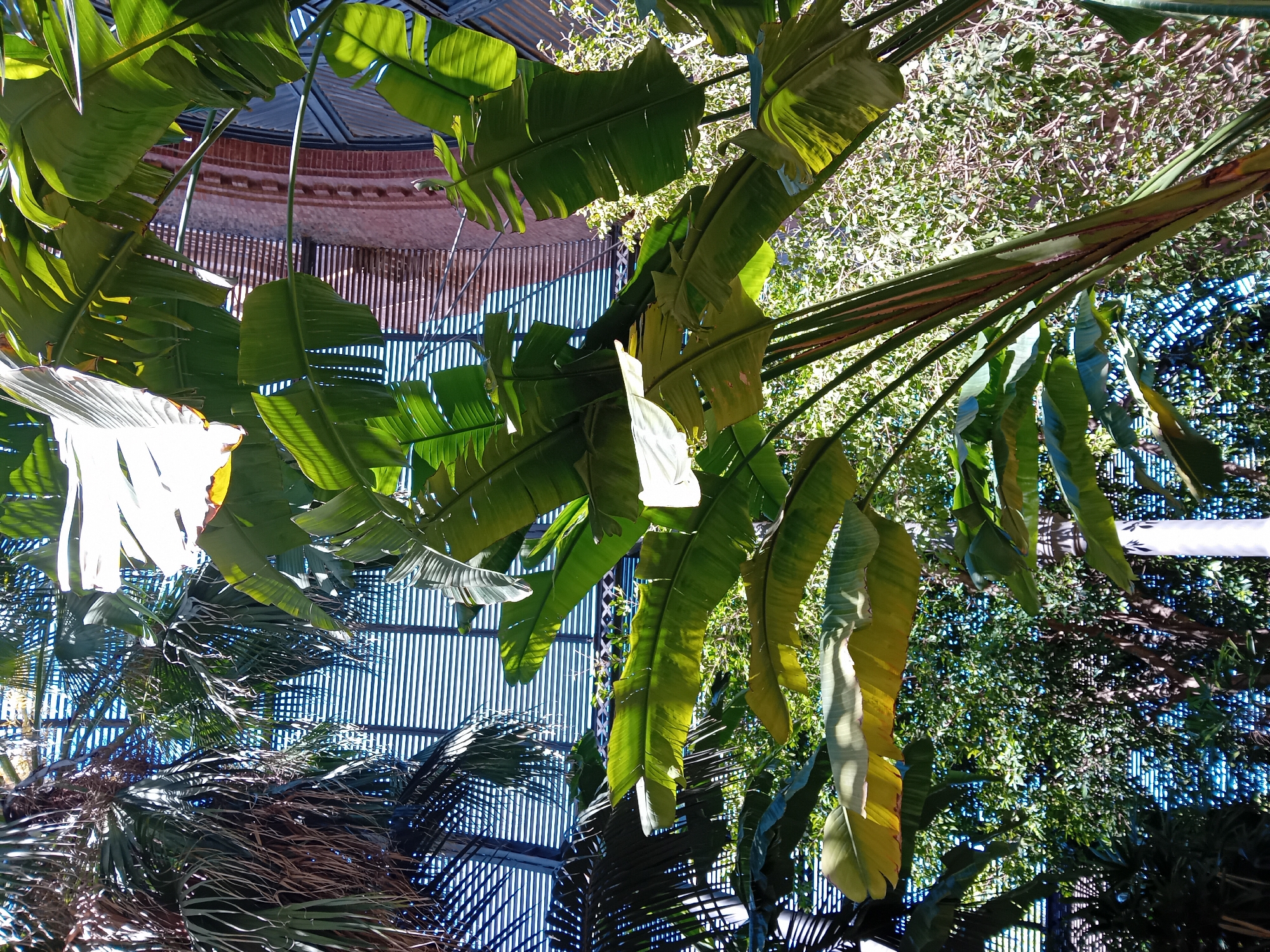 Tropical conservatory garden documented in Barcelona midday