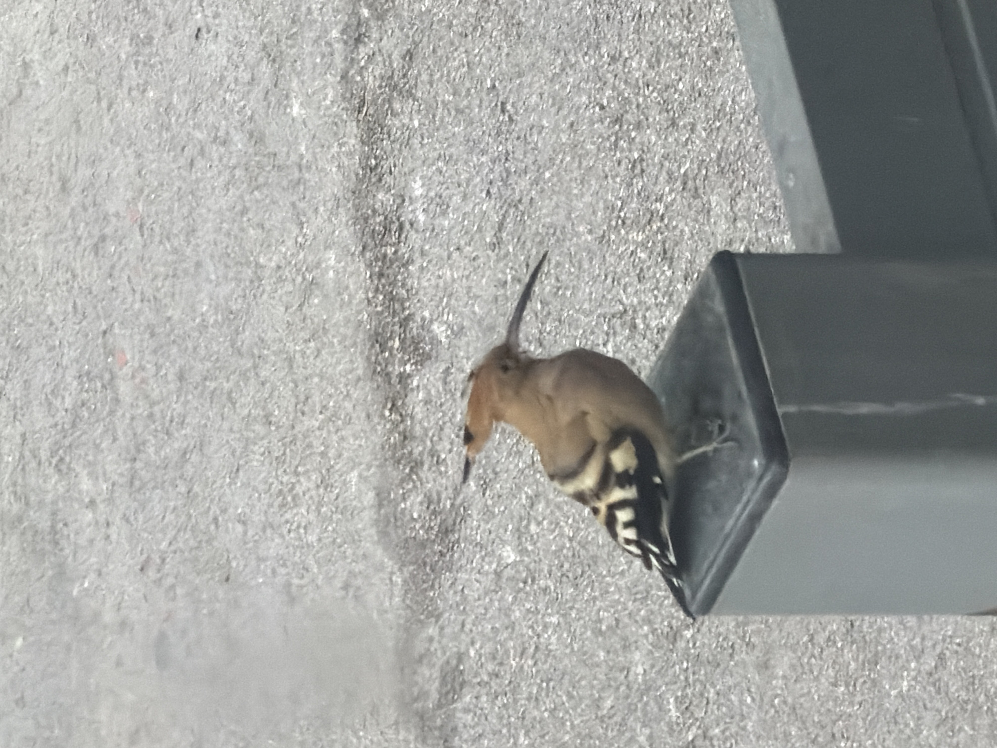 Hoopoe bird spotted perched on metal structure in Tel Aviv