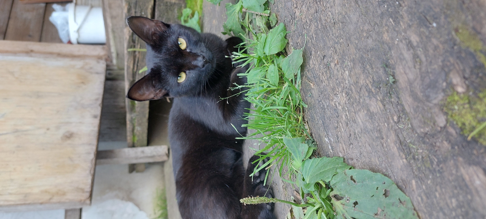 Lazy summer afternoon in a Chaikovsky backyard