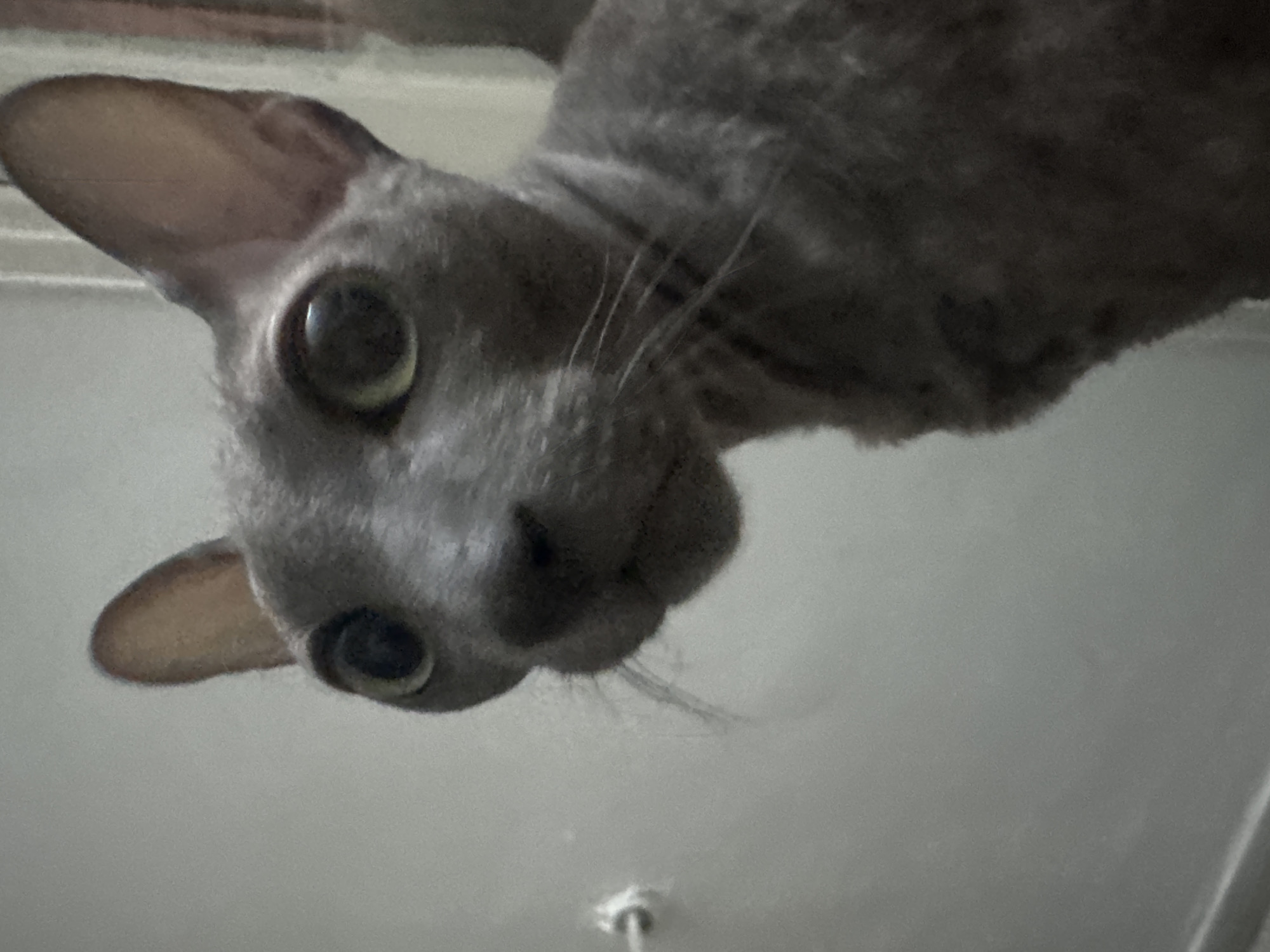 Two cats observed in Ramat Gan residence Tuesday evening