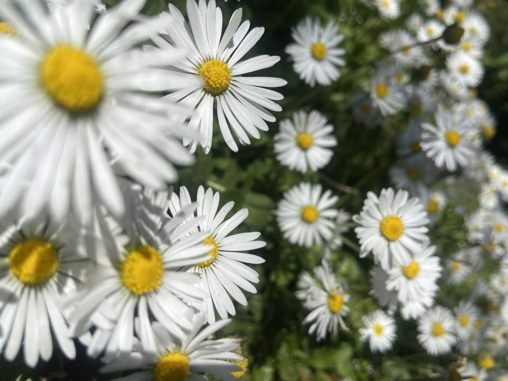 Morning scenes captured around Budva, Montenegro include flowers, cats, selfies