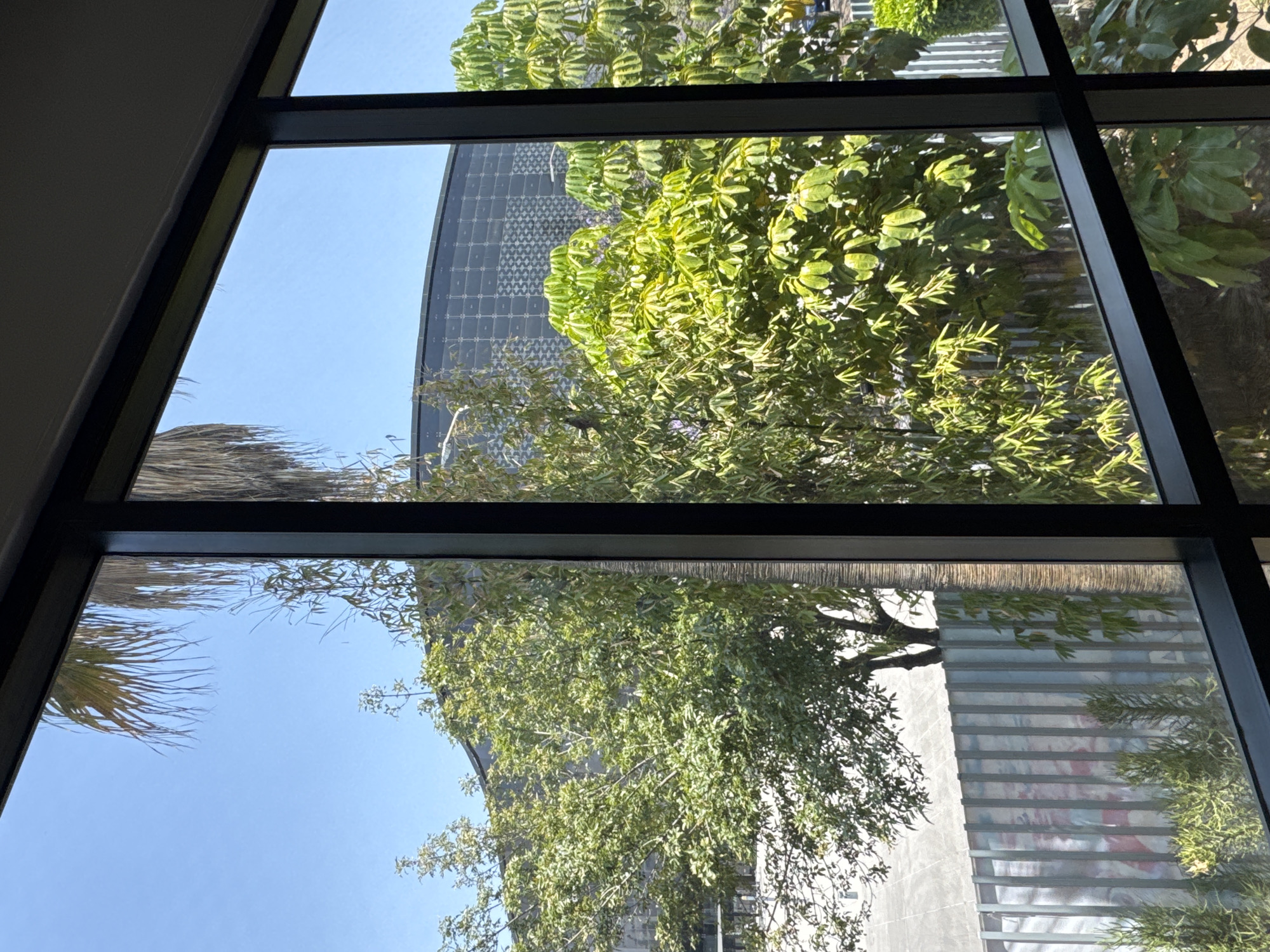 Jacaranda trees bloom along Puebla street near pedestrian bridge