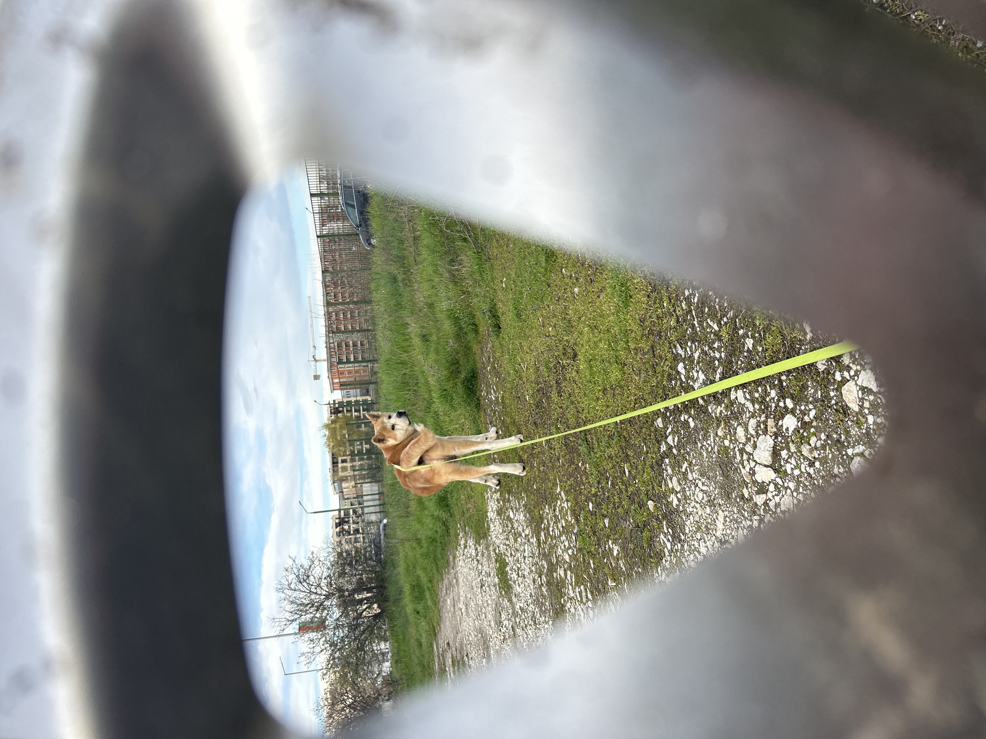 Dog spotted walking on dirt path in Plovdiv