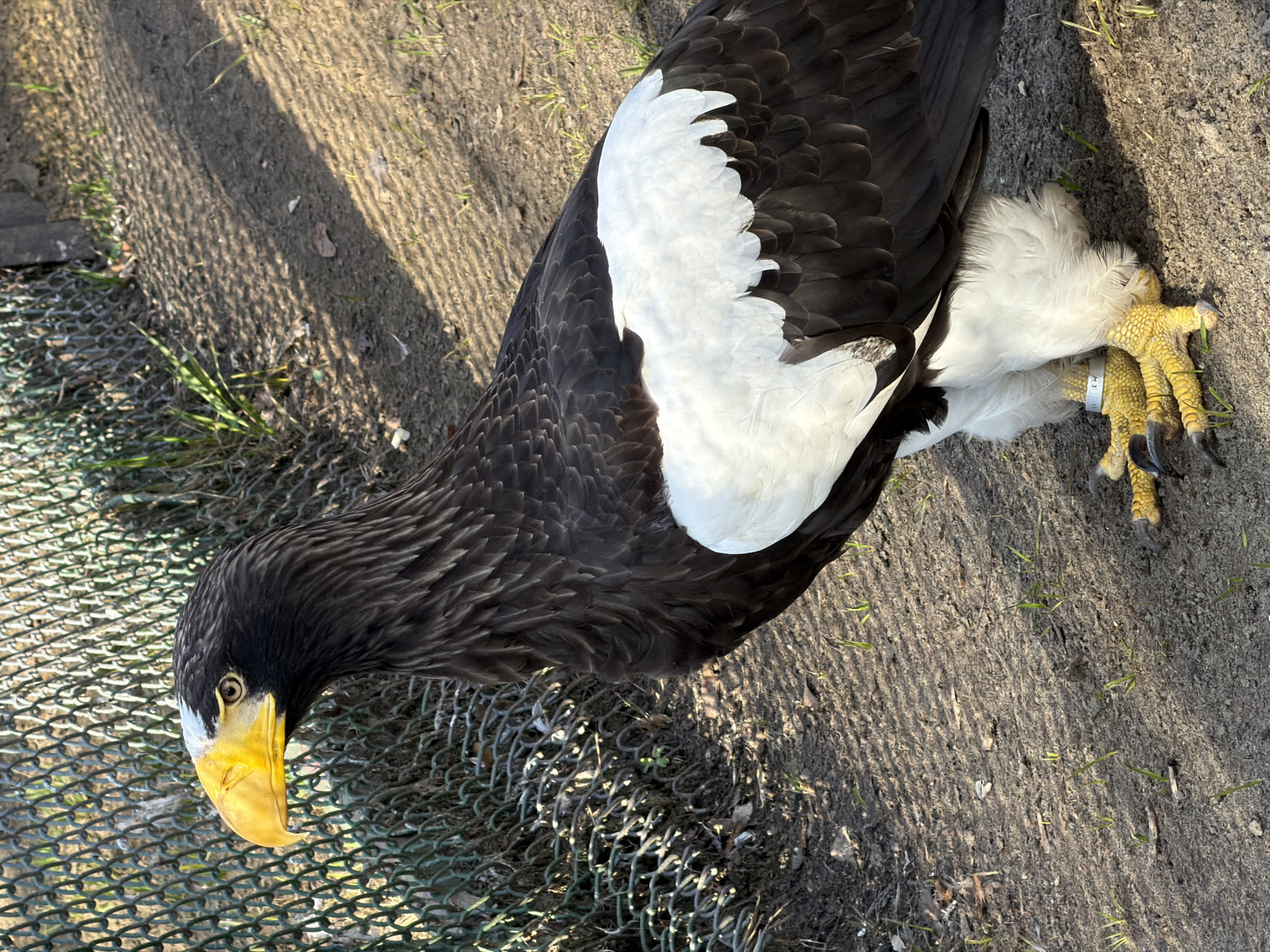 Zoo visitor documents wildlife viewing session in Penza, Russia