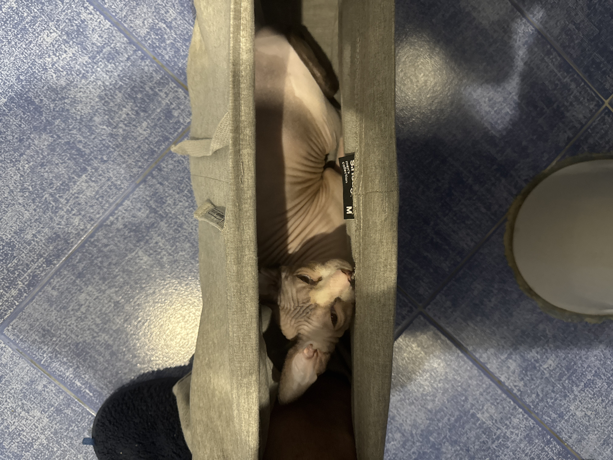 Sphynx cat makes itself at home inside a pair of grey pants